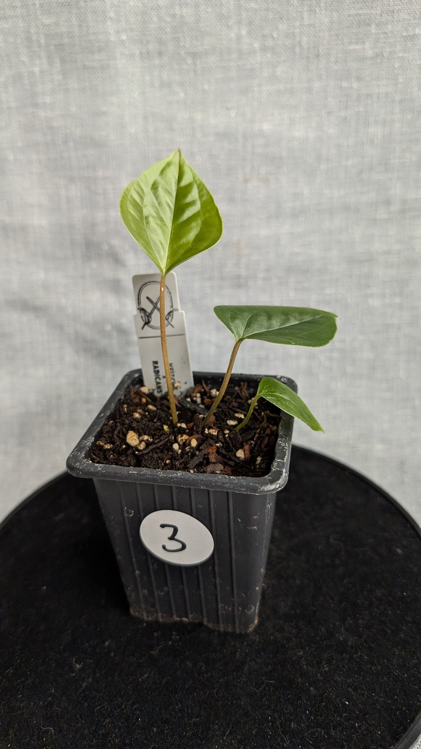Anthurium Veitchii x Radicans (Unique Curious Plants-cross)