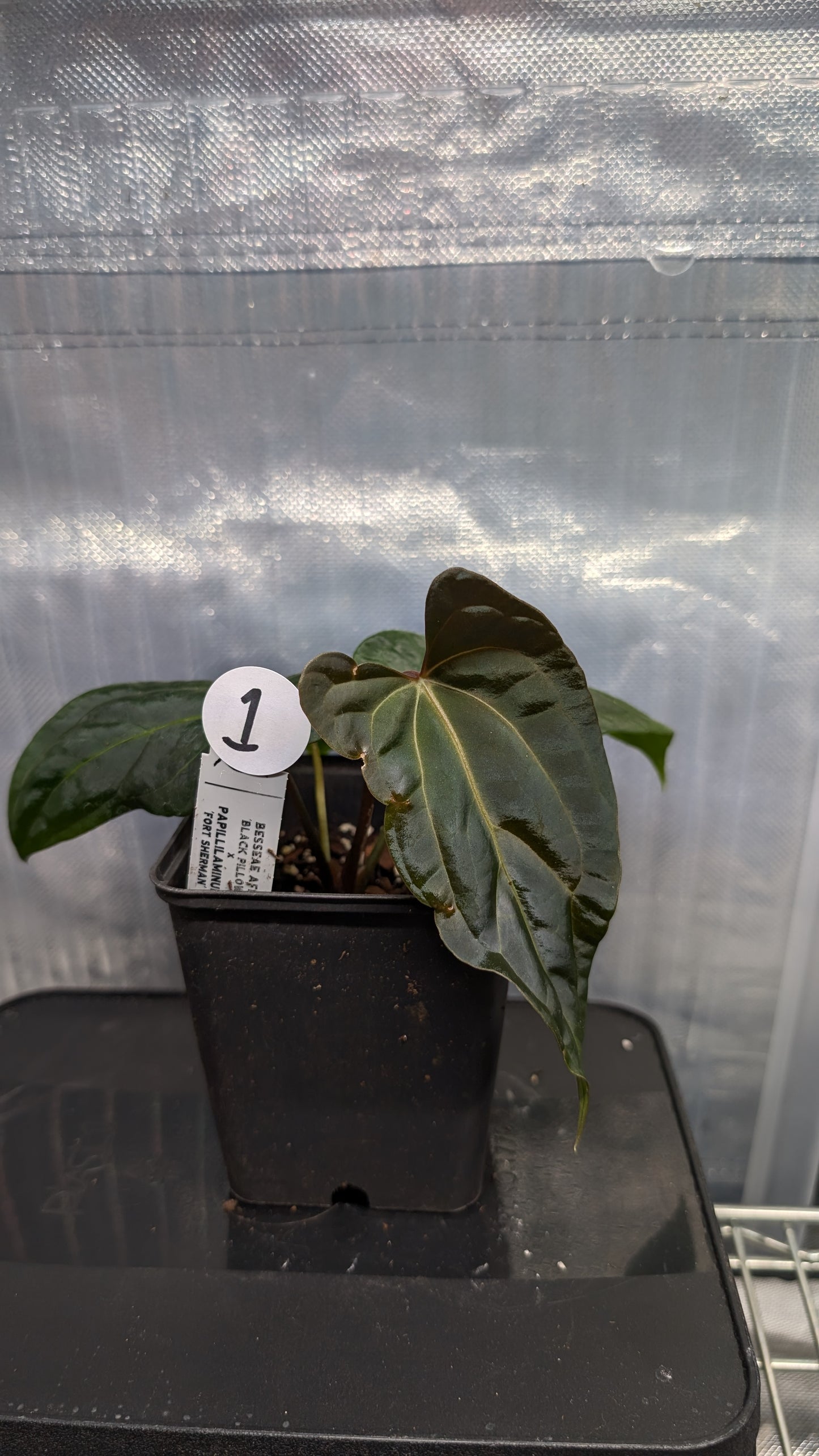 Anthurium Besseae aff 'Black Pillow' x Papillilaminum 'Fort Sherman' seedlings