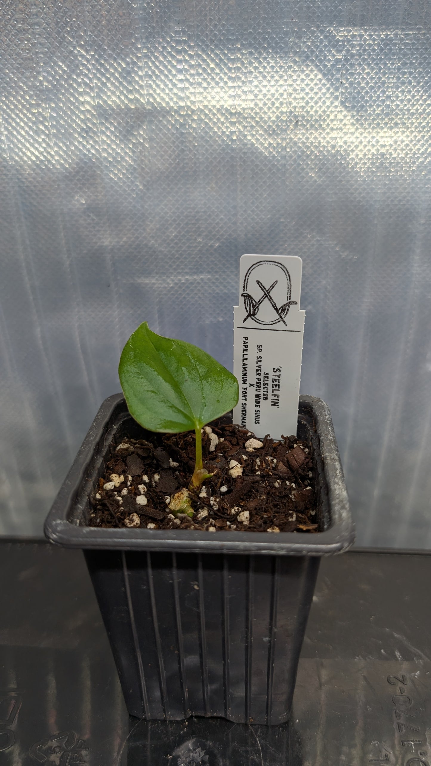 Anthurium 'Steelfin'