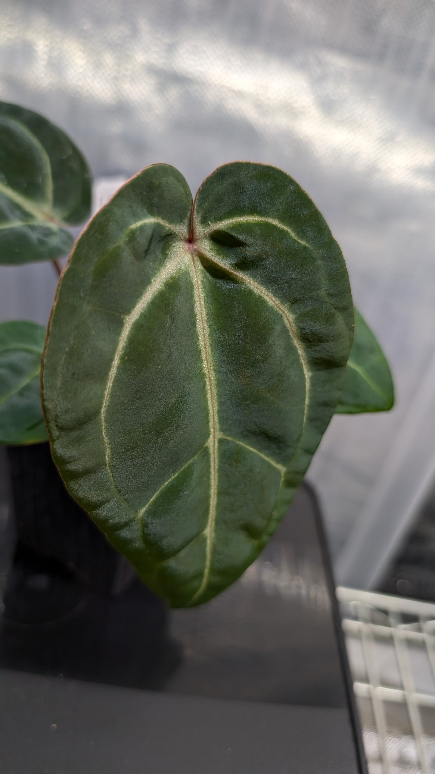 Anthurium Doc Block Zara x Michelle 'Selected Dark Form' x Besseae aff. 'Black Pillow'