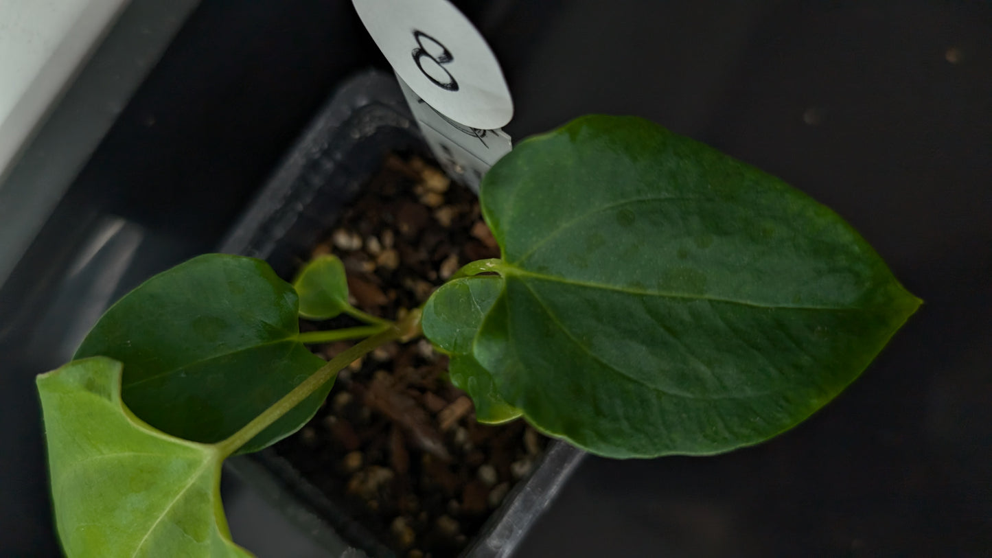 Anthurium Papillilaminum 'Fort Sherman' x Mr. Worldwide
