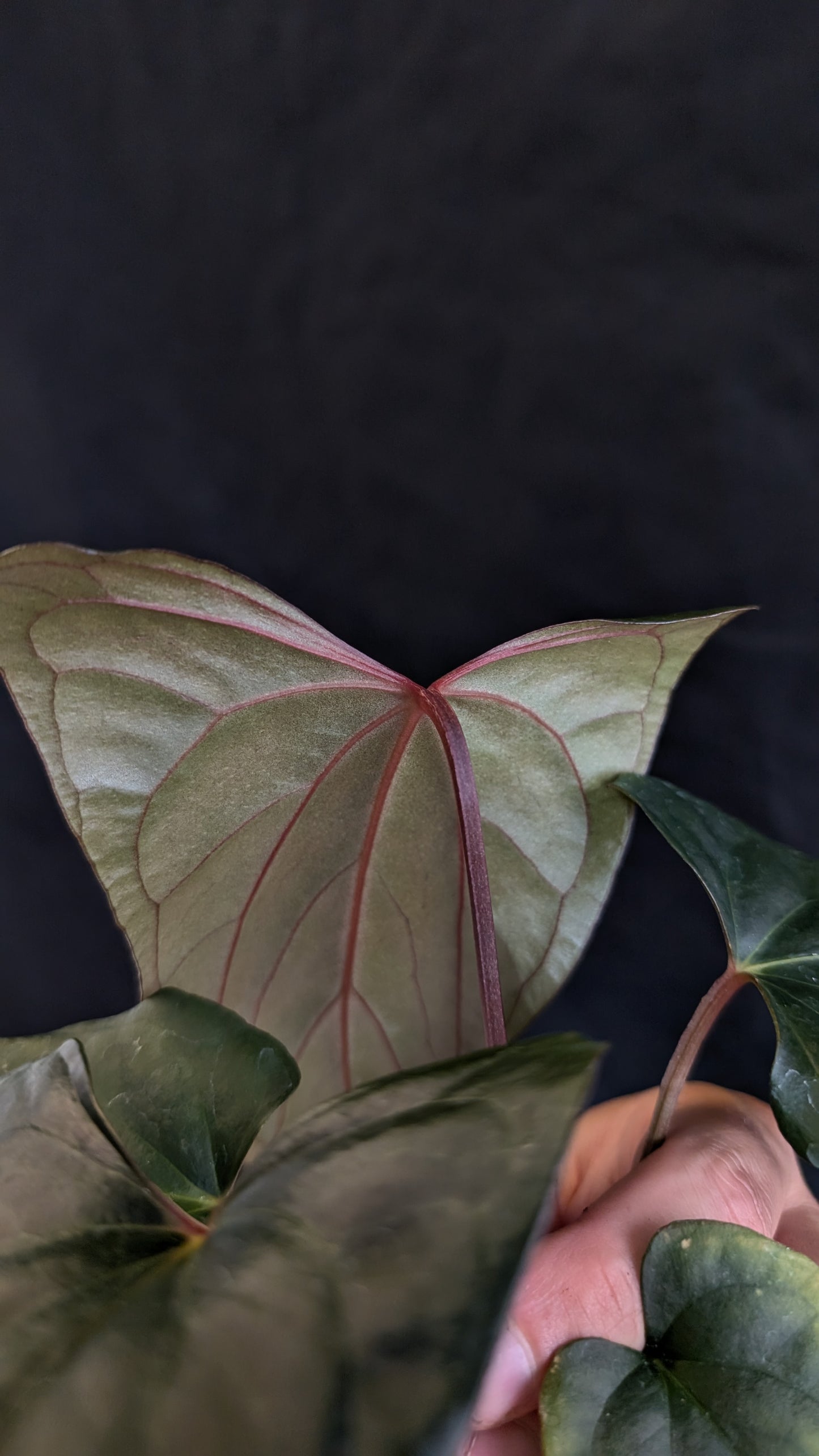 Anthurium 'Green Slate'