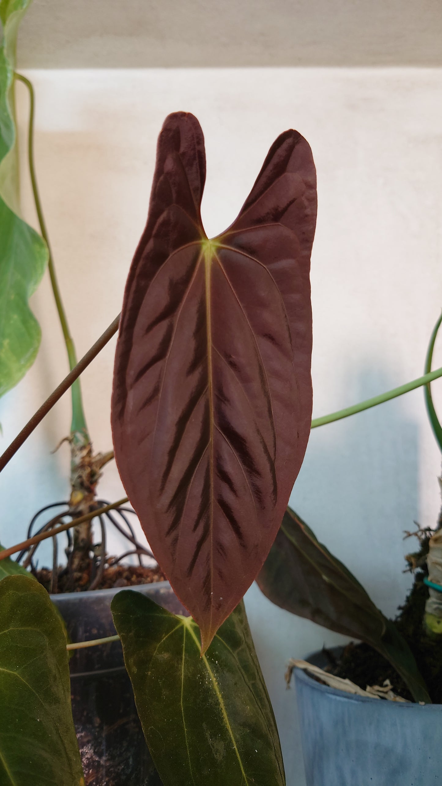 Anthurium Papillilaminum 'Fort Sherman' x Mr. Worldwide