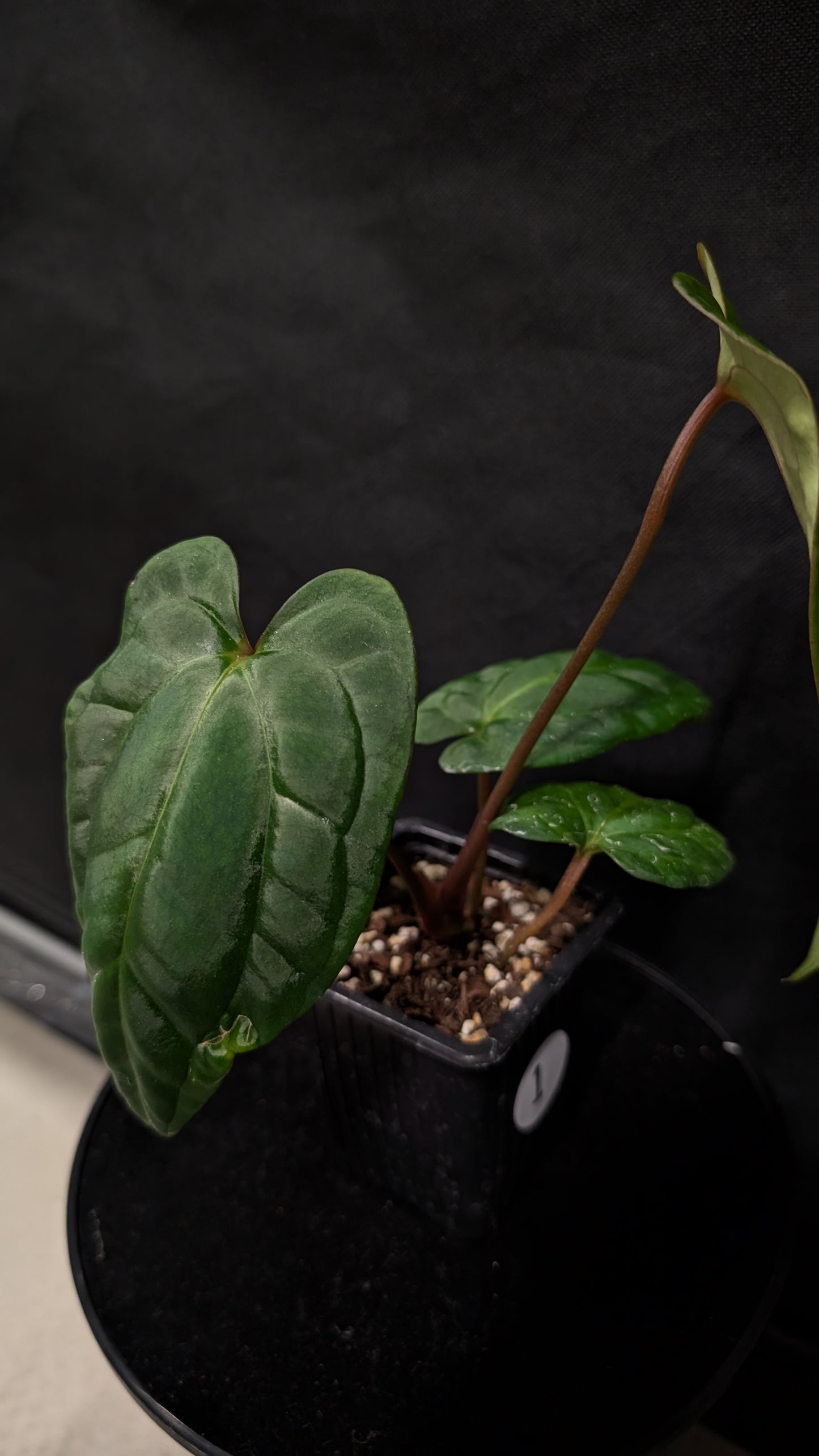 Anthurium Besseae aff 'Black Pillow' x Papillilaminum 'Fort Sherman' seedlings