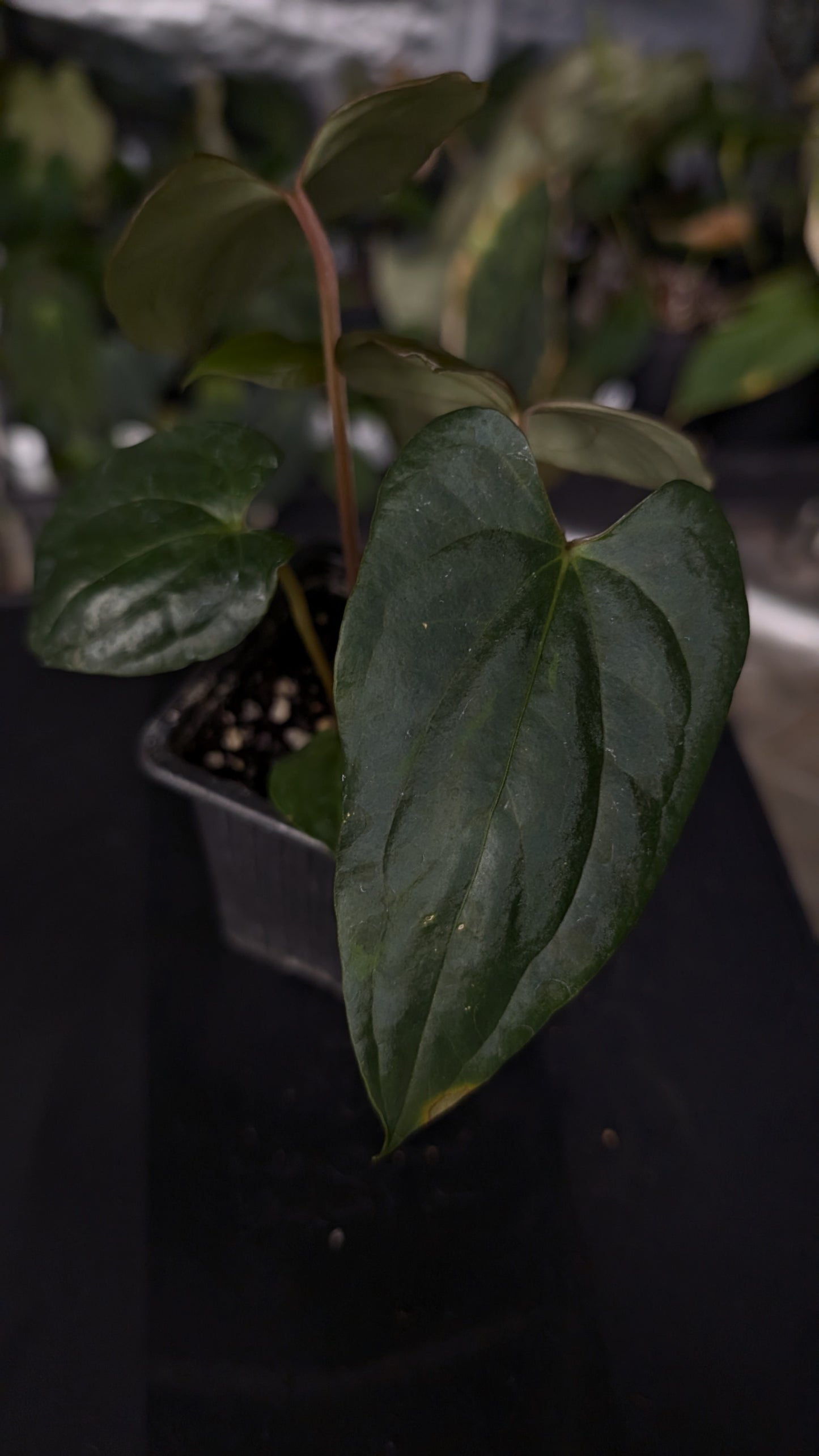 Anthurium Sp. Silver Peru Wide Sinus x Papillilaminum 'Fort Sherman'