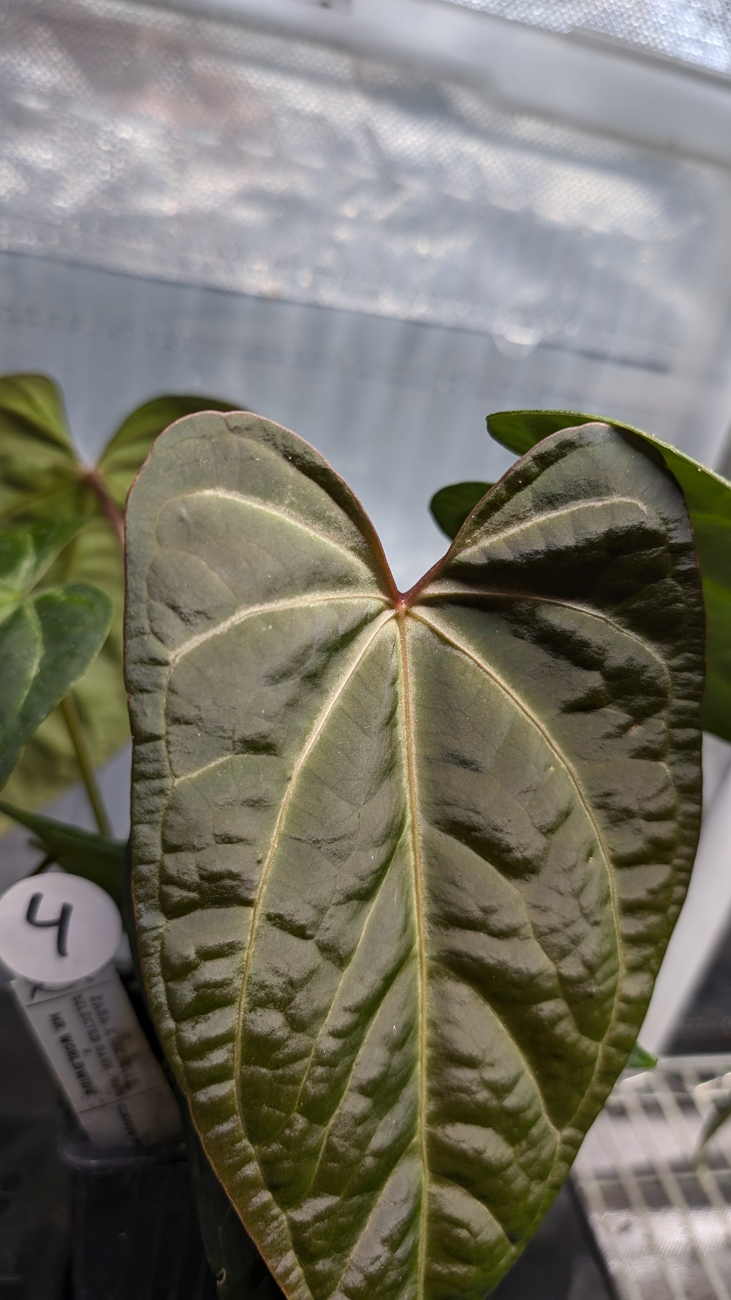 Anthurium Doc Block 'Zara' x 'Michelle' Selected Dark Form x Mr. Worldwide