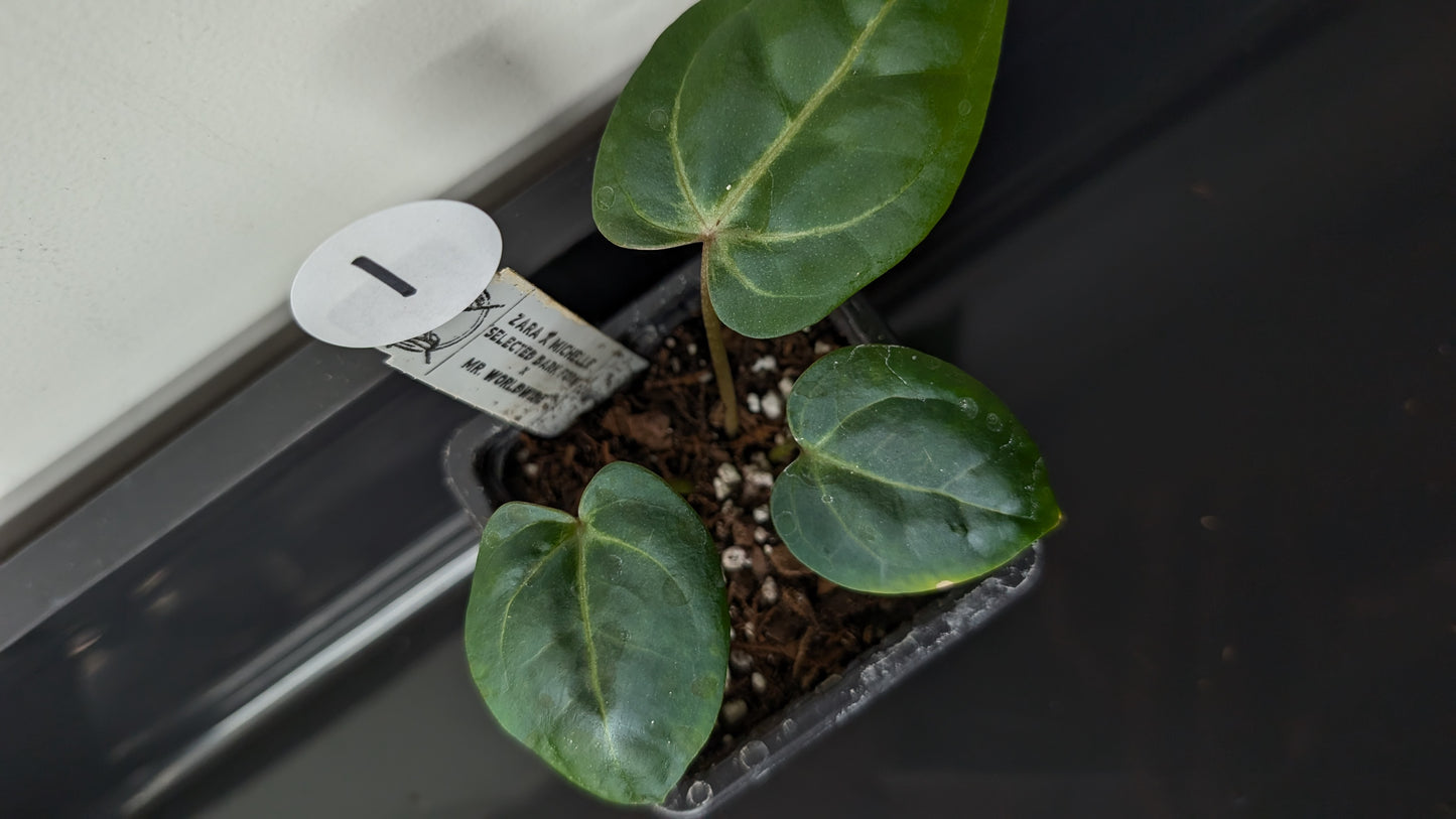 Anthurium Doc Block 'Zara' x 'Michelle' Selected Dark Form x Mr. Worldwide