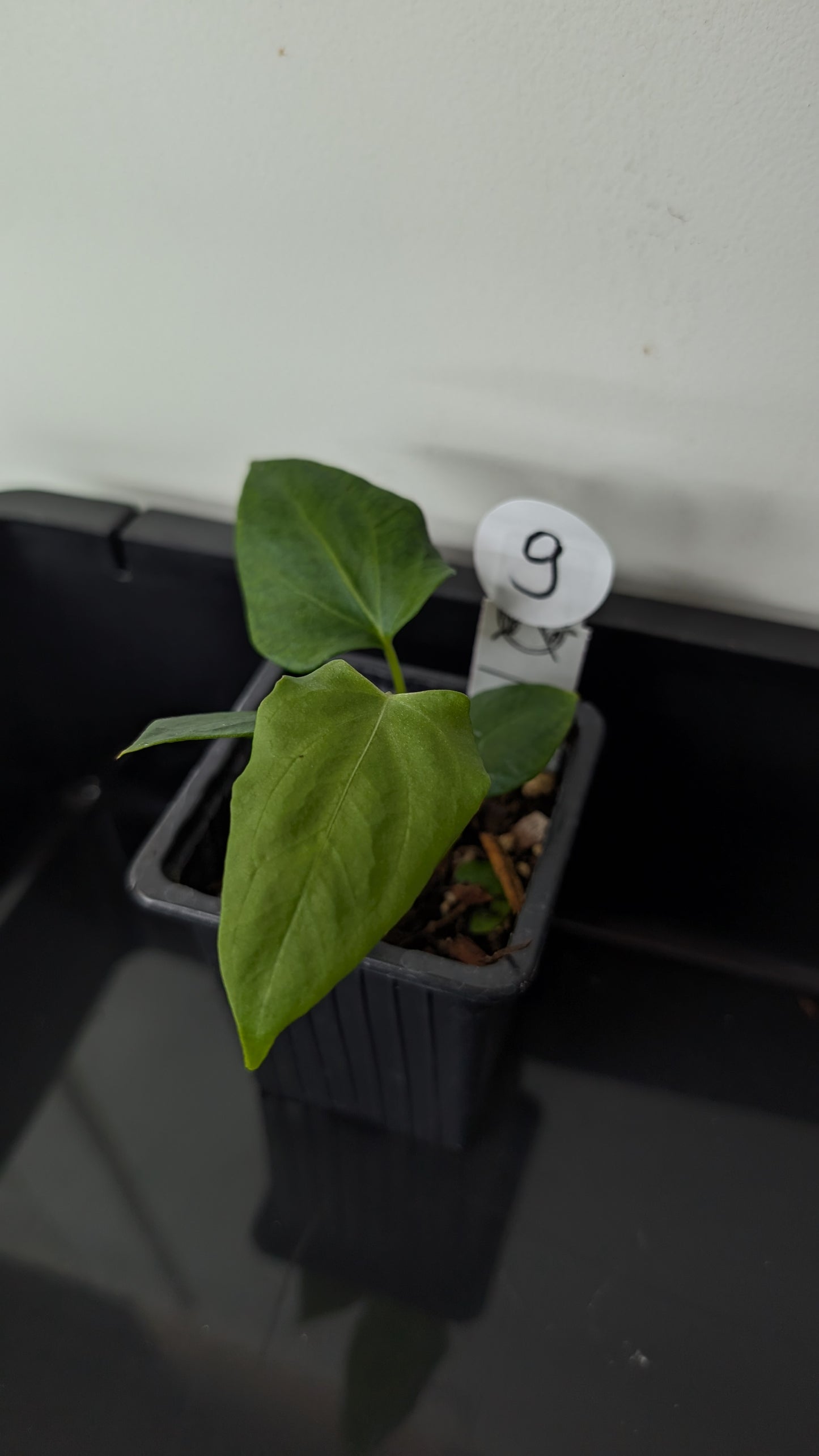 Anthurium Papillilaminum 'Fort Sherman' x Mr. Worldwide