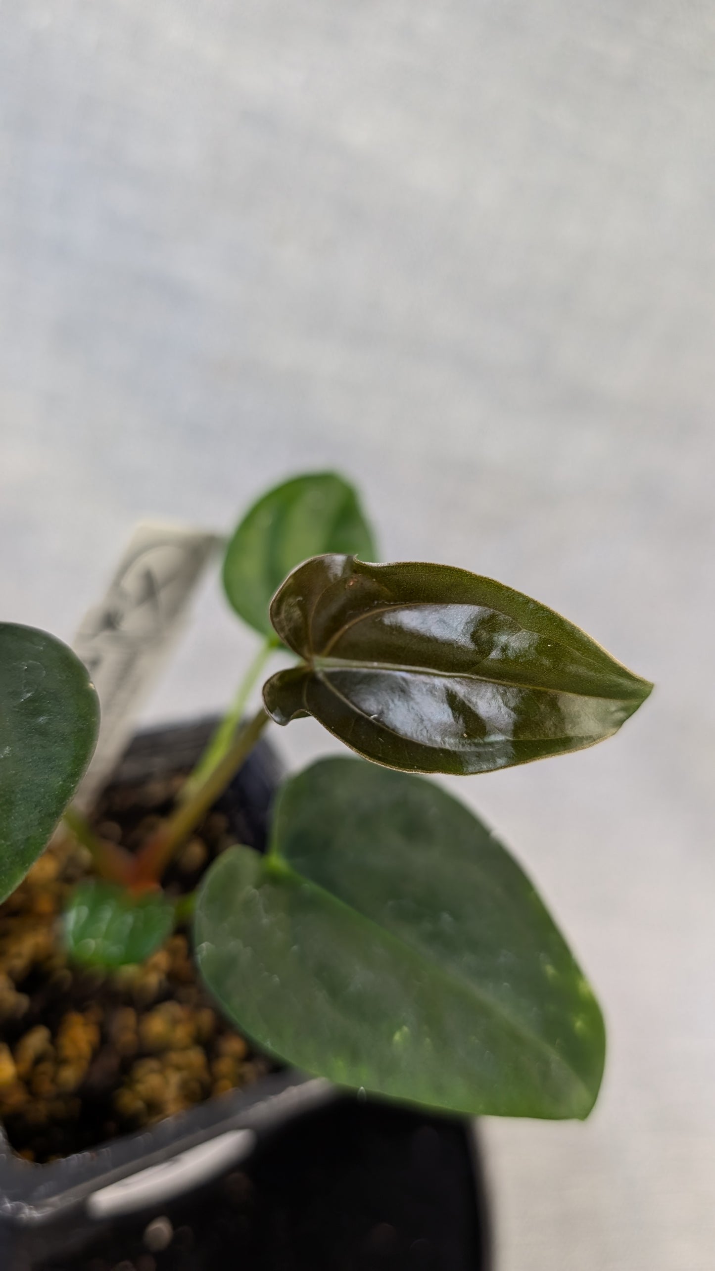 Anthurium (Carlablackiae x Dressleri Rio Guanche) x Mr Worldwide OR Forgetii Dark OR Papillilaminum Daniel
