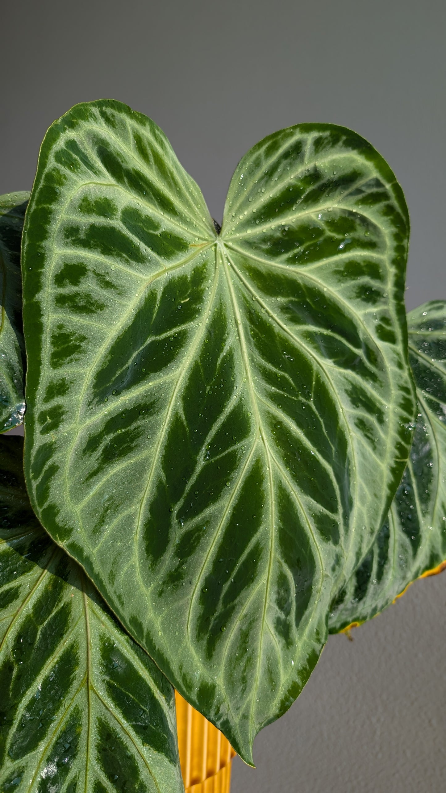 Anthurium 'Silver Shield' x 'Mr. Worldwide'