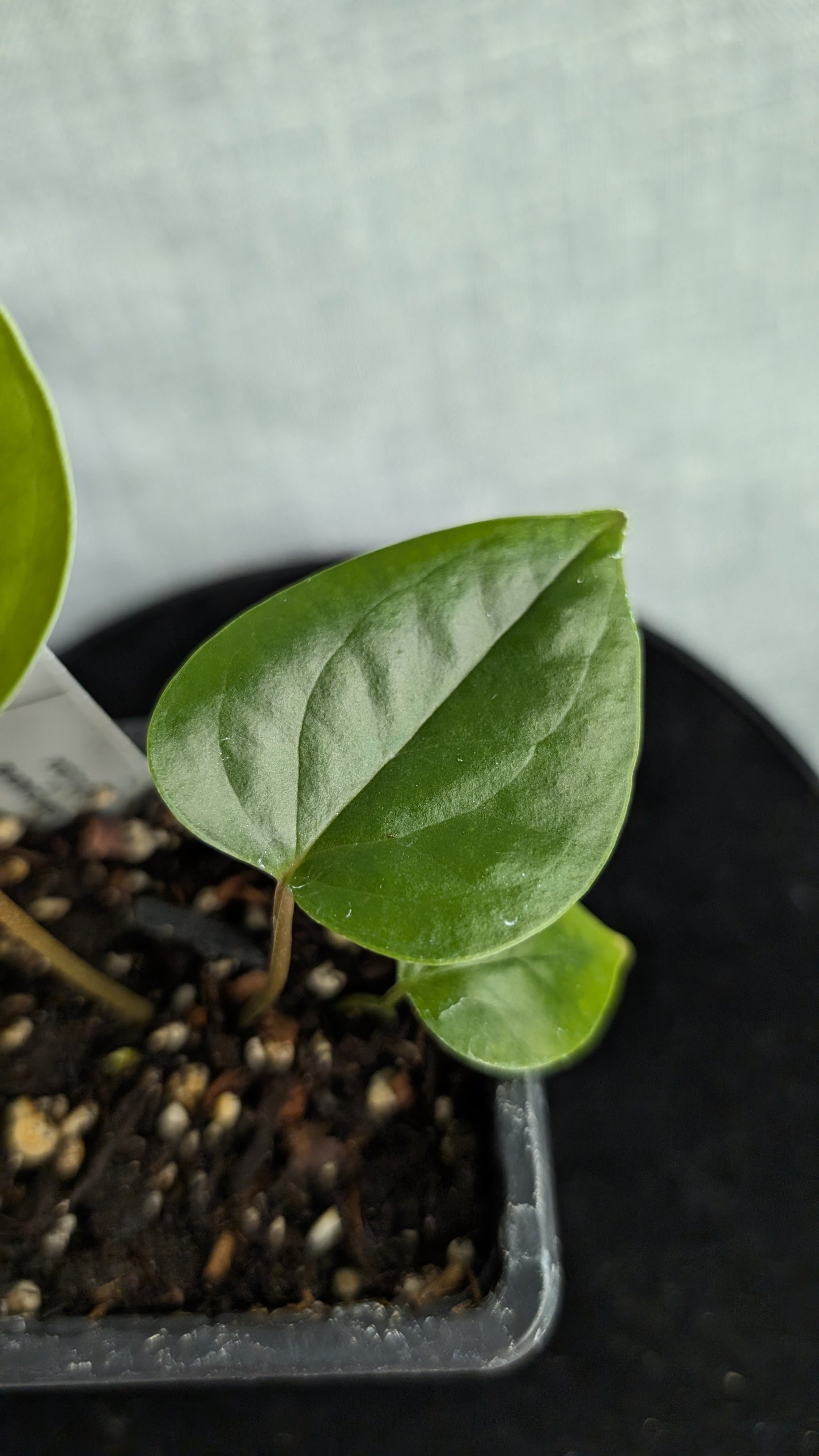 Anthurium Veitchii x Radicans (Unique Curious Plants-cross)