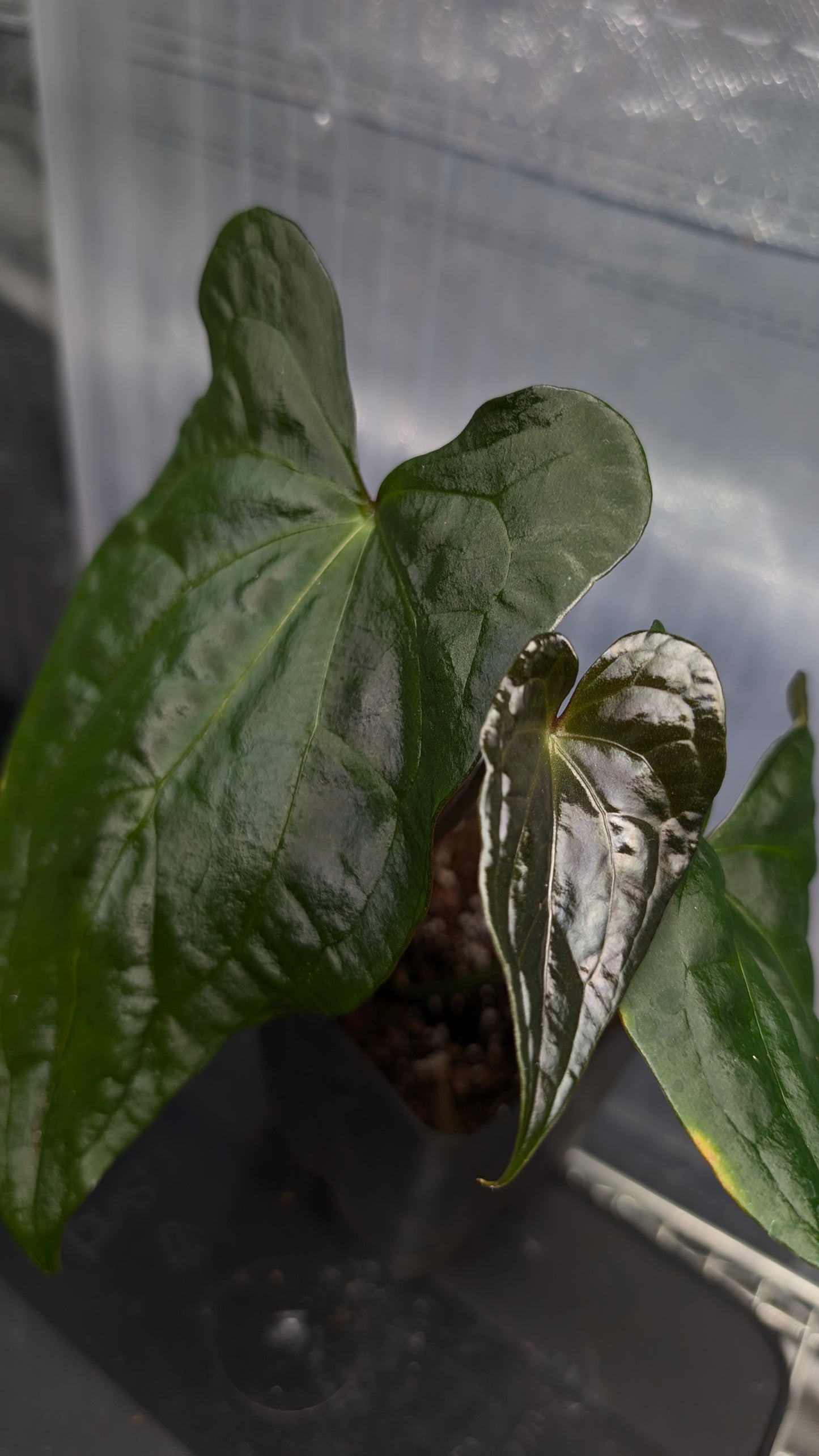 Anthurium Papillilaminum 'Daniel' x Ace of Spagetii