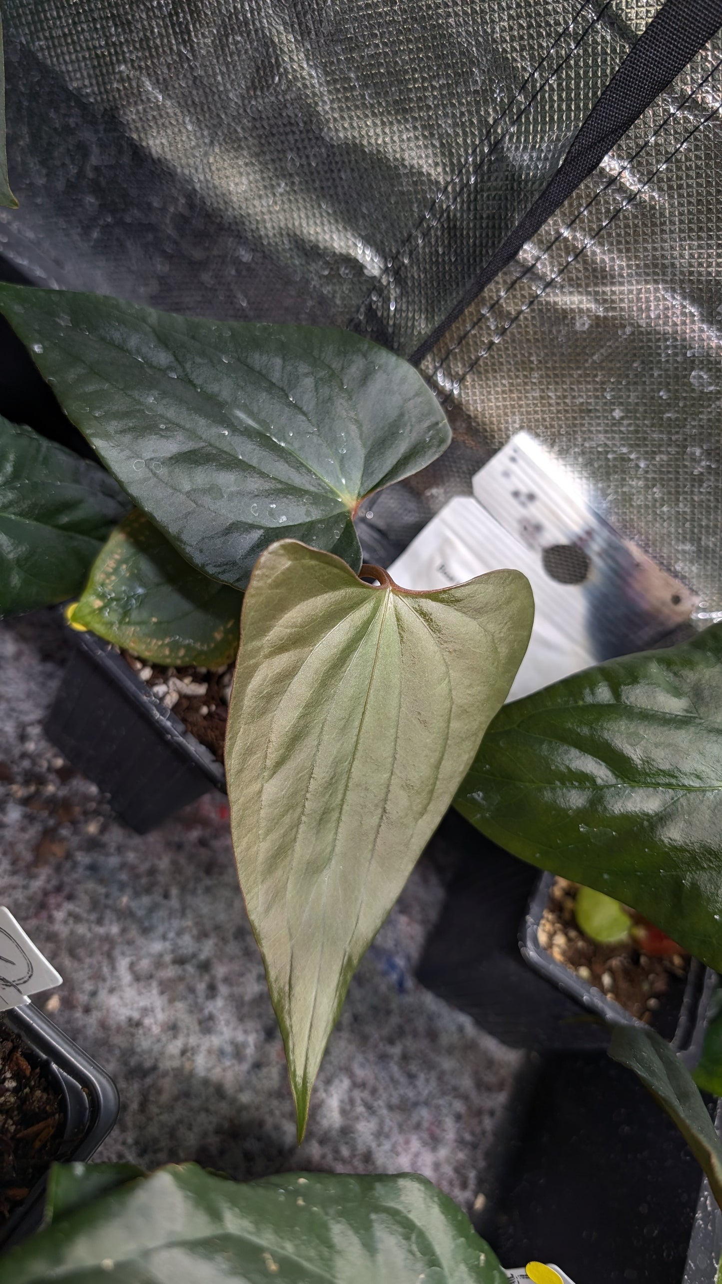 Anthurium 'Steelfin'