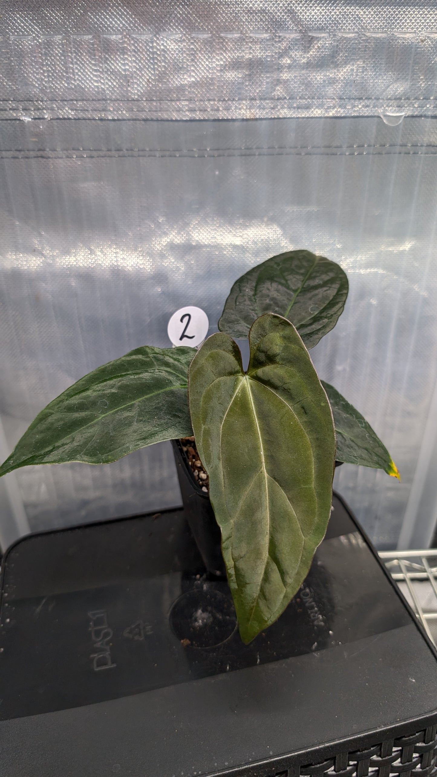 Anthurium Goliath x Red Spider