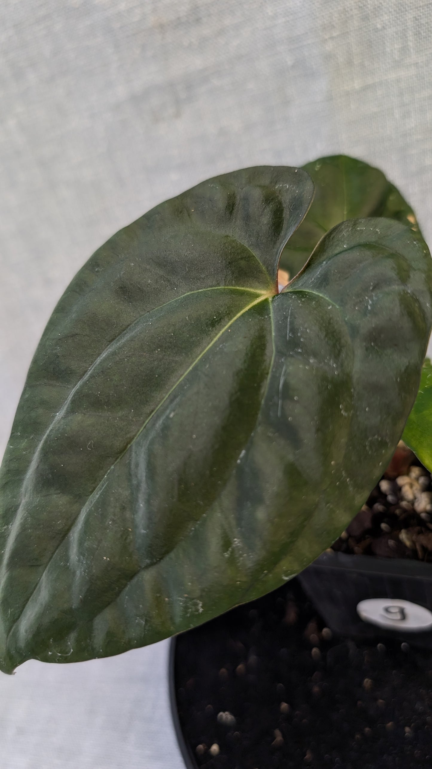 Anthurium Besseae aff 'Black Pillow' x Papillilaminum 'Fort Sherman' seedlings