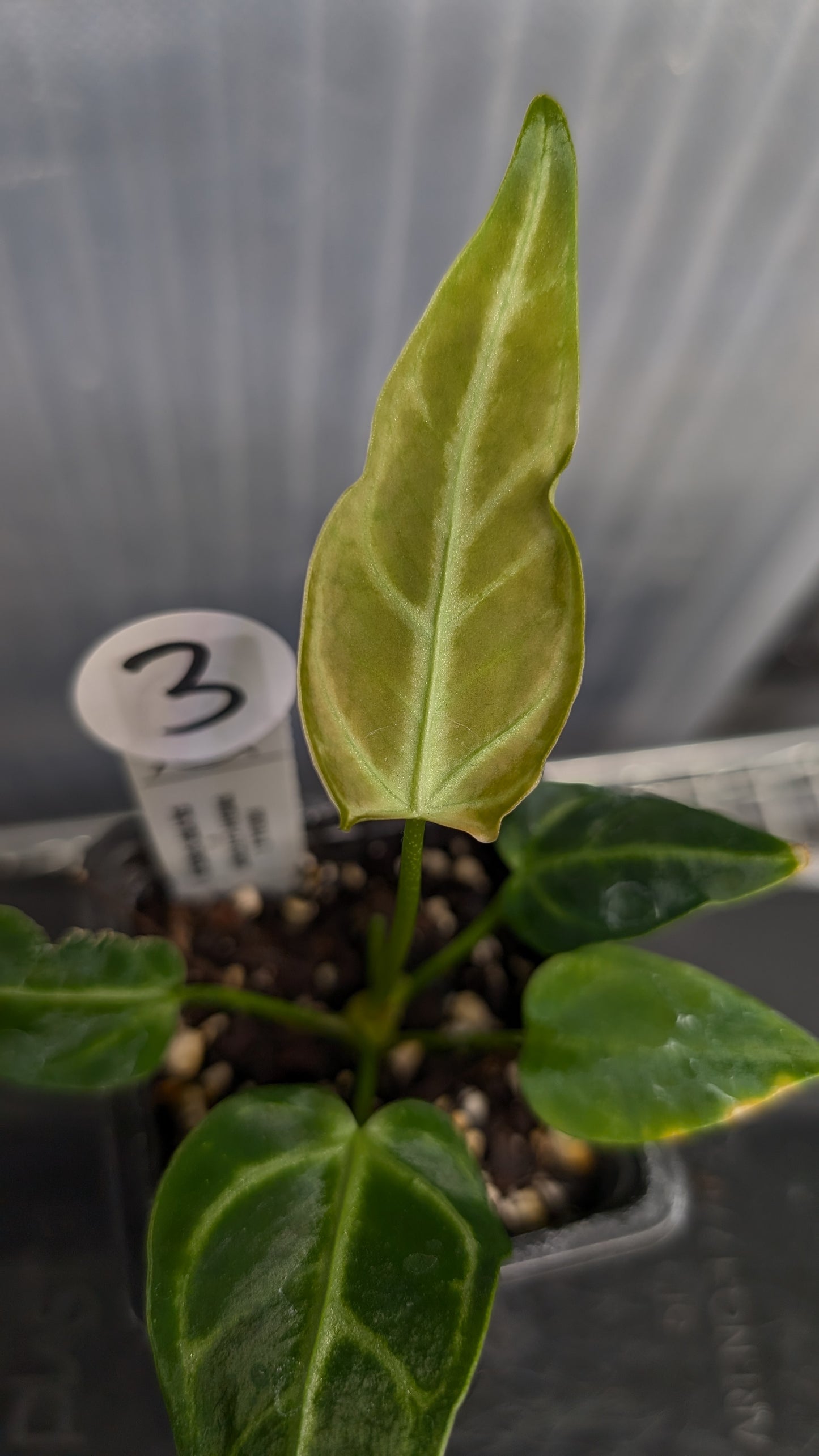Anthurium Regale 'Dream Catcher' x 'Silver Shield'