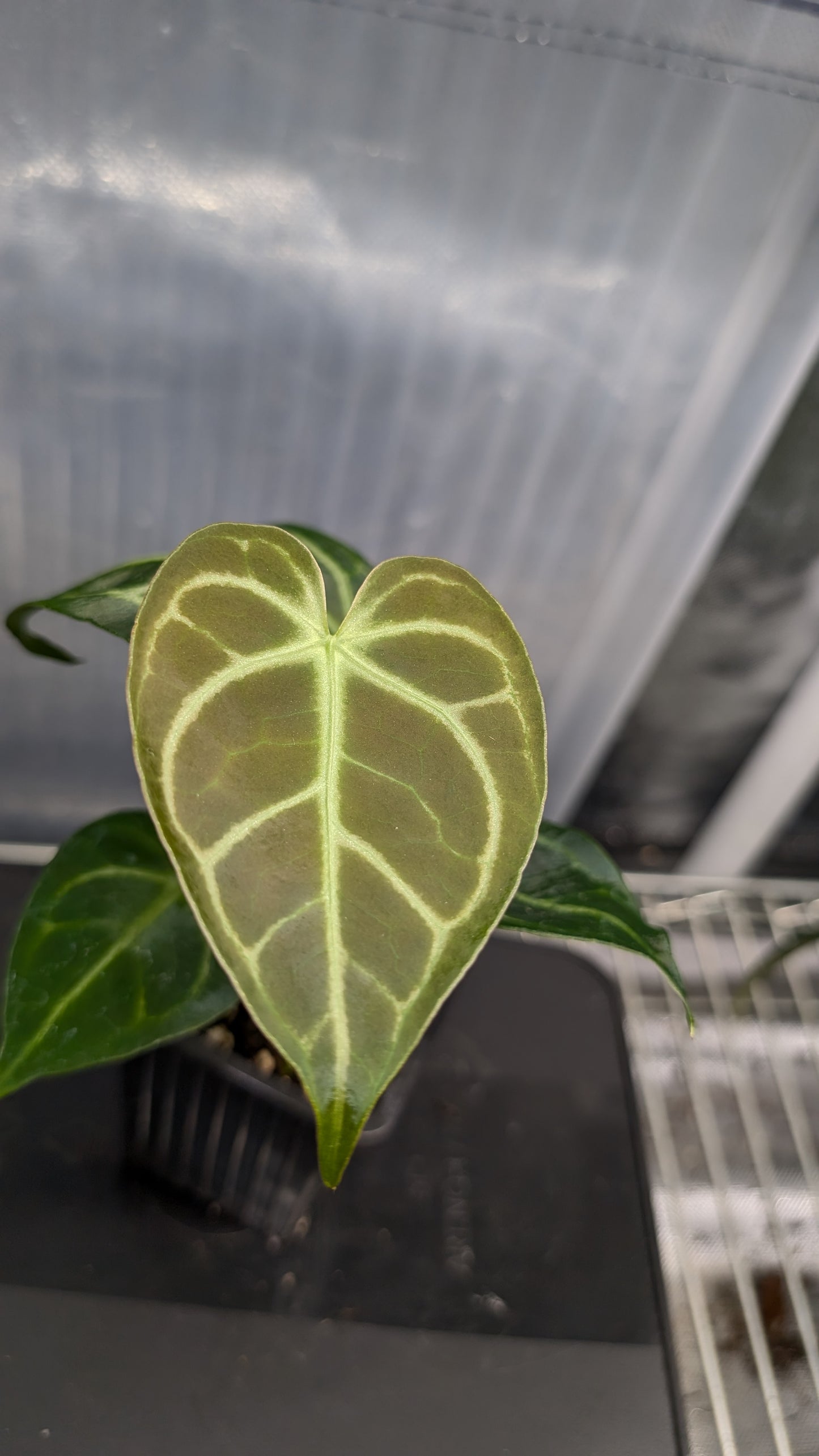 Anthurium Regale 'Dream Catcher' x 'Silver Shield'
