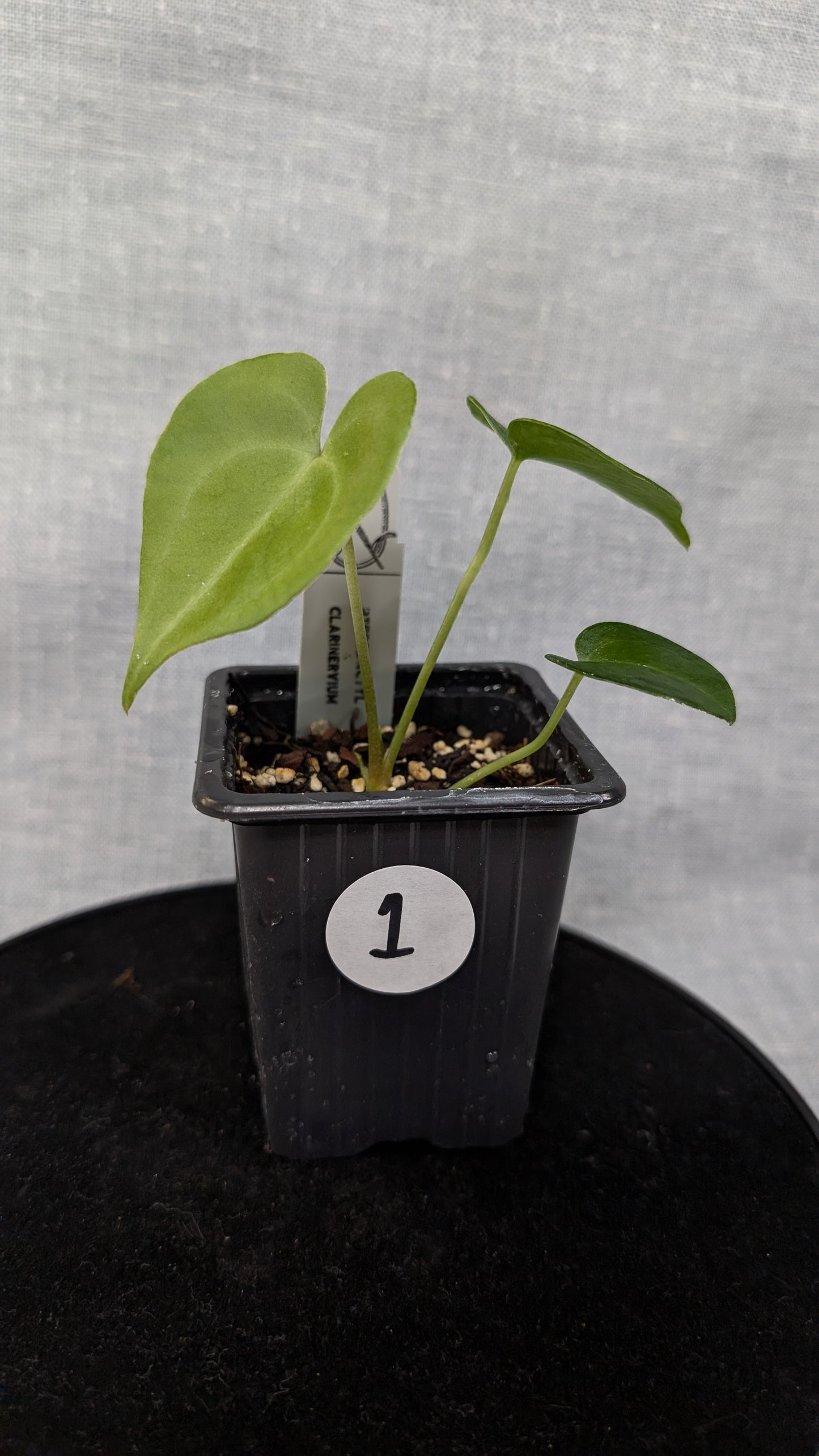 Anthurium Pterodactyl variegata x Clarinervium (or x self)