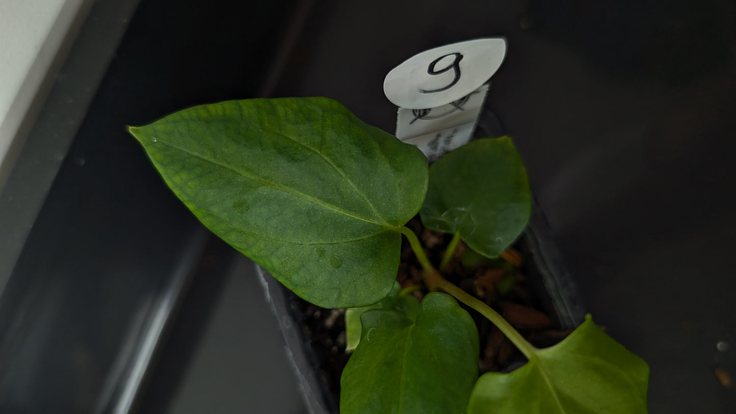 Anthurium Papillilaminum 'Fort Sherman' x Mr. Worldwide