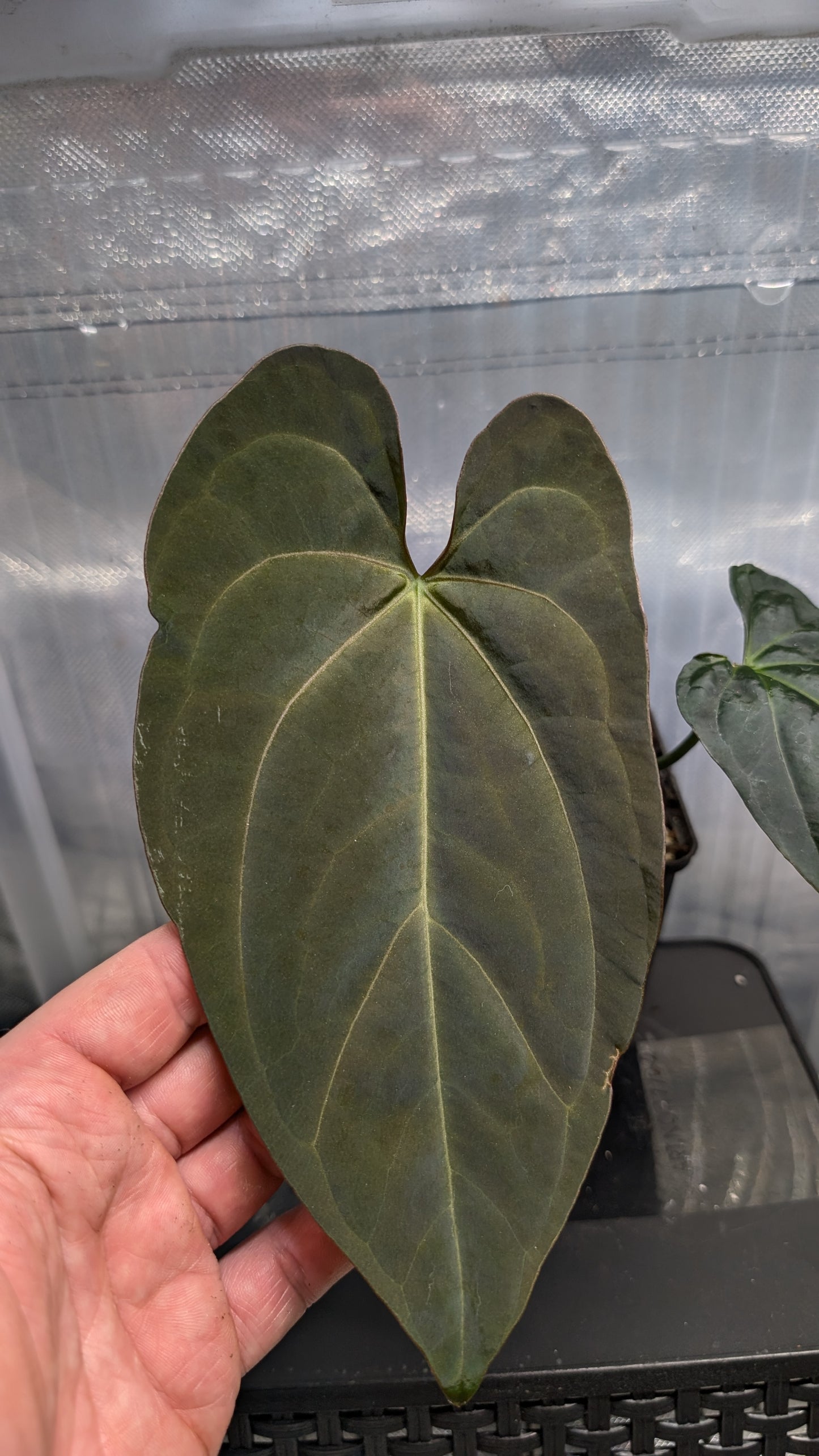 Anthurium Goliath x Red Spider
