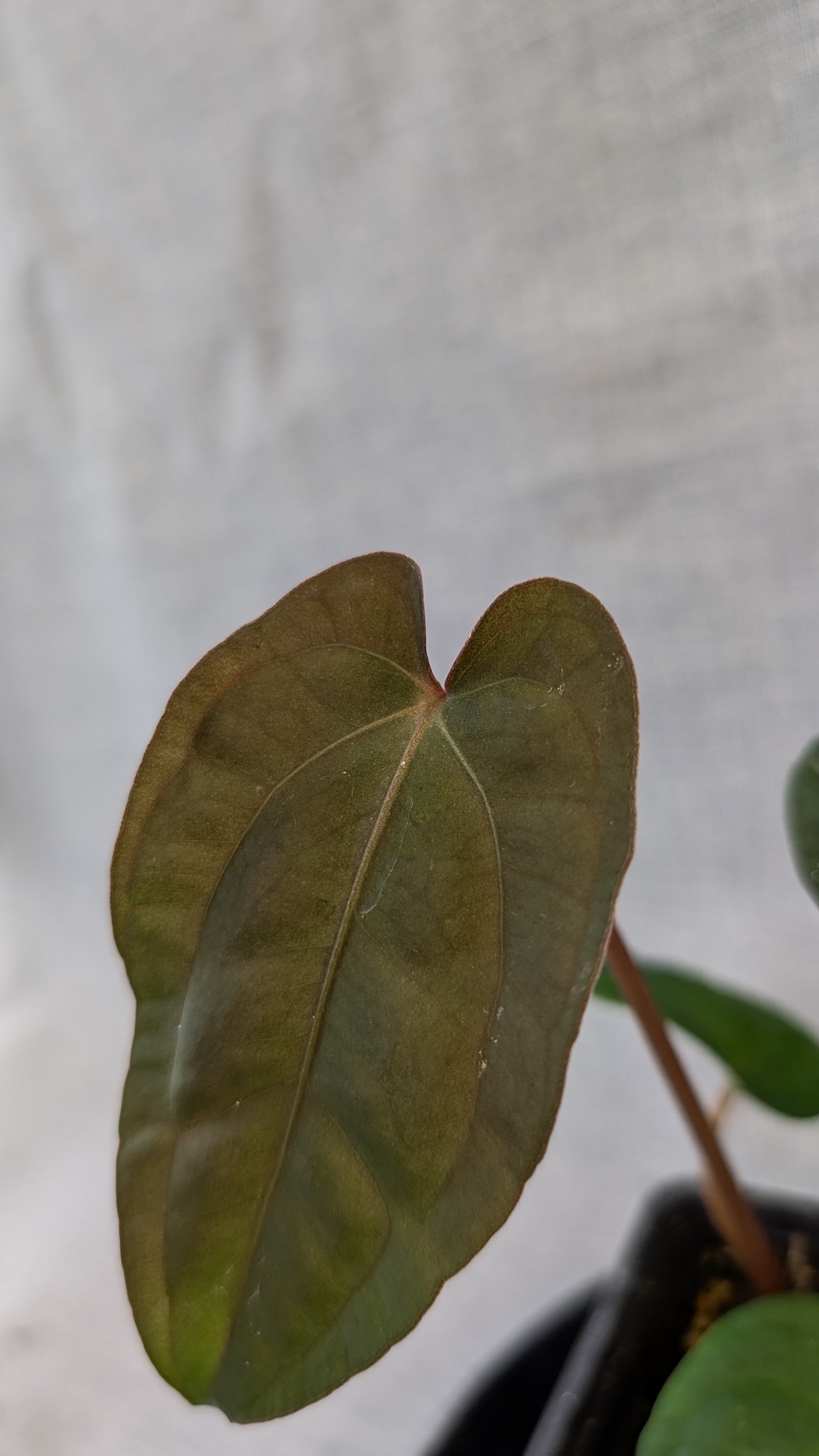 Anthurium Besseae aff 'Black Pillow' x Papillilaminum 'Fort Sherman' seedlings