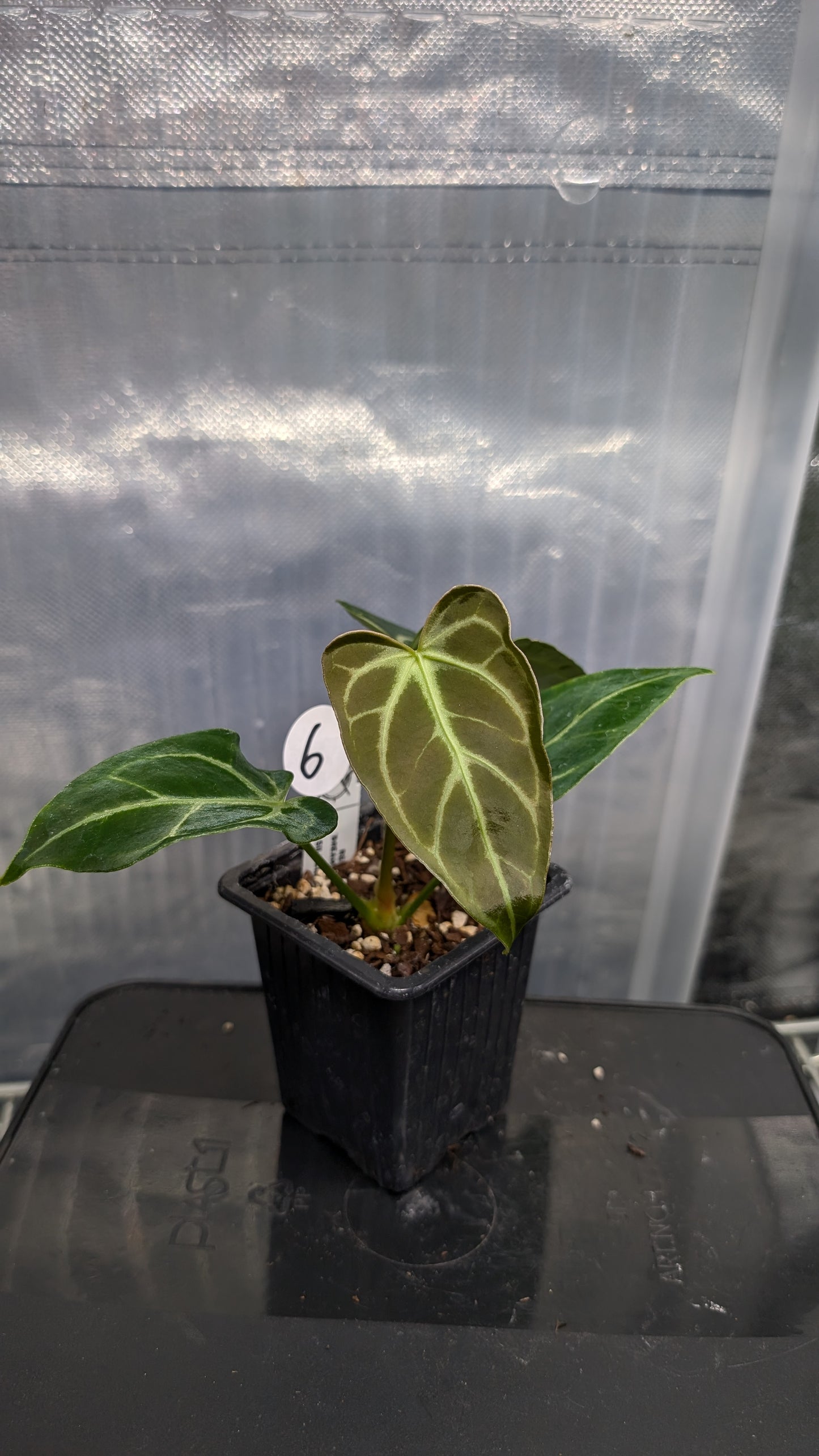 Anthurium Regale 'Dream Catcher' x 'Silver Shield'