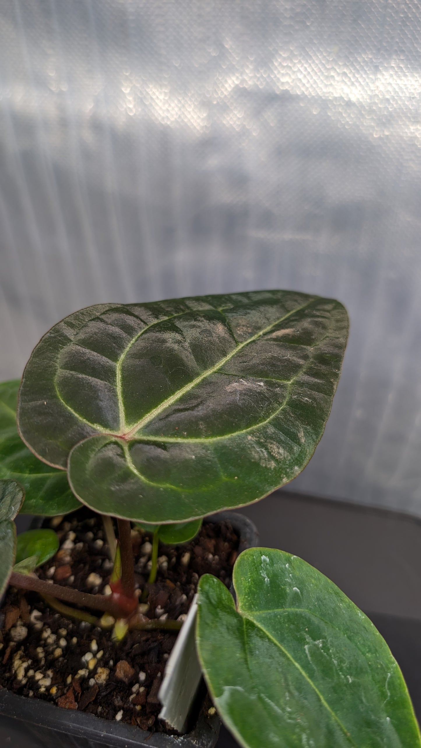 Anthurium Doc Block Zara x Michelle 'Selected Dark Form' x Besseae aff. 'Black Pillow'