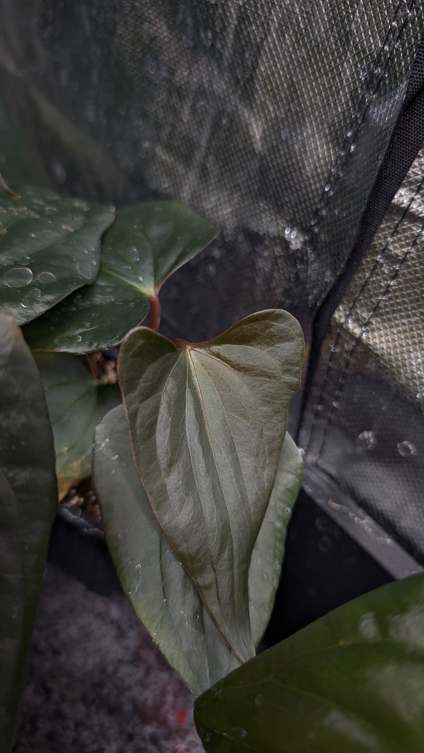 Anthurium 'Steelfin'