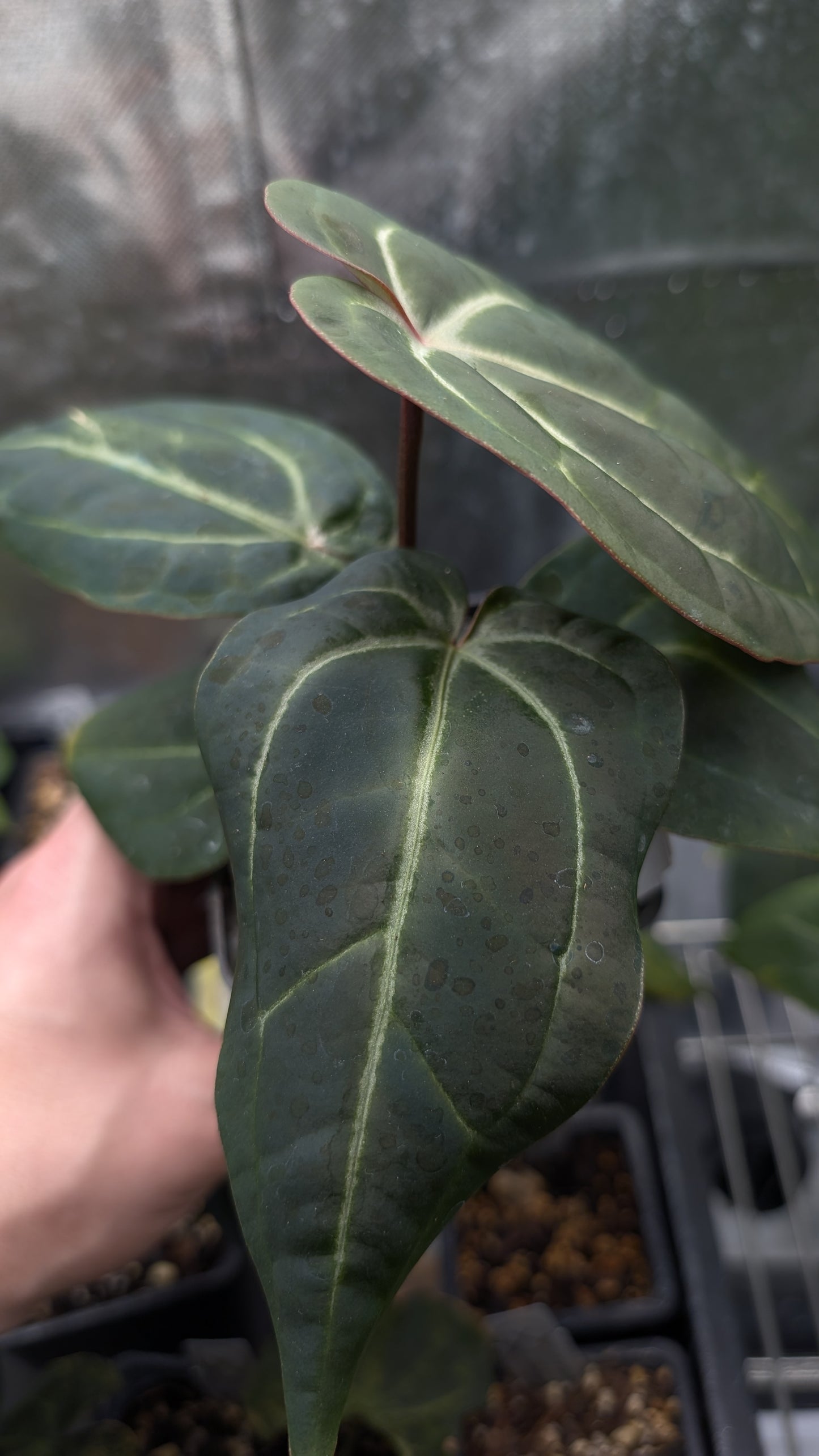 Anthurium Doc Block Zara x Michelle 'Selected Dark Form' x Besseae aff. 'Black Pillow'