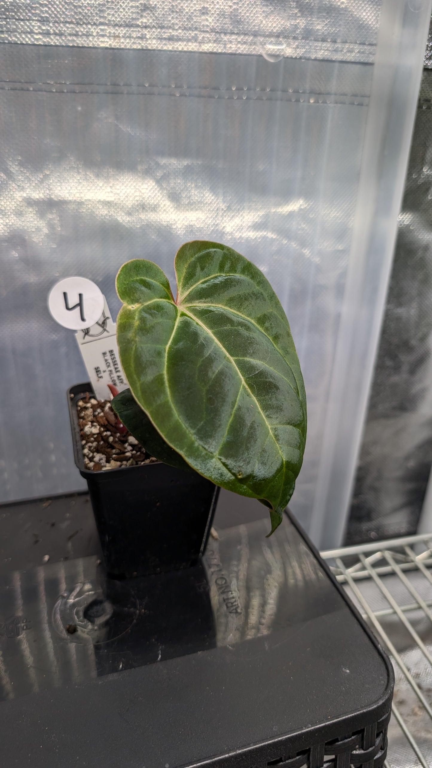 Anthurium Besseae aff. 'Black Pillow'