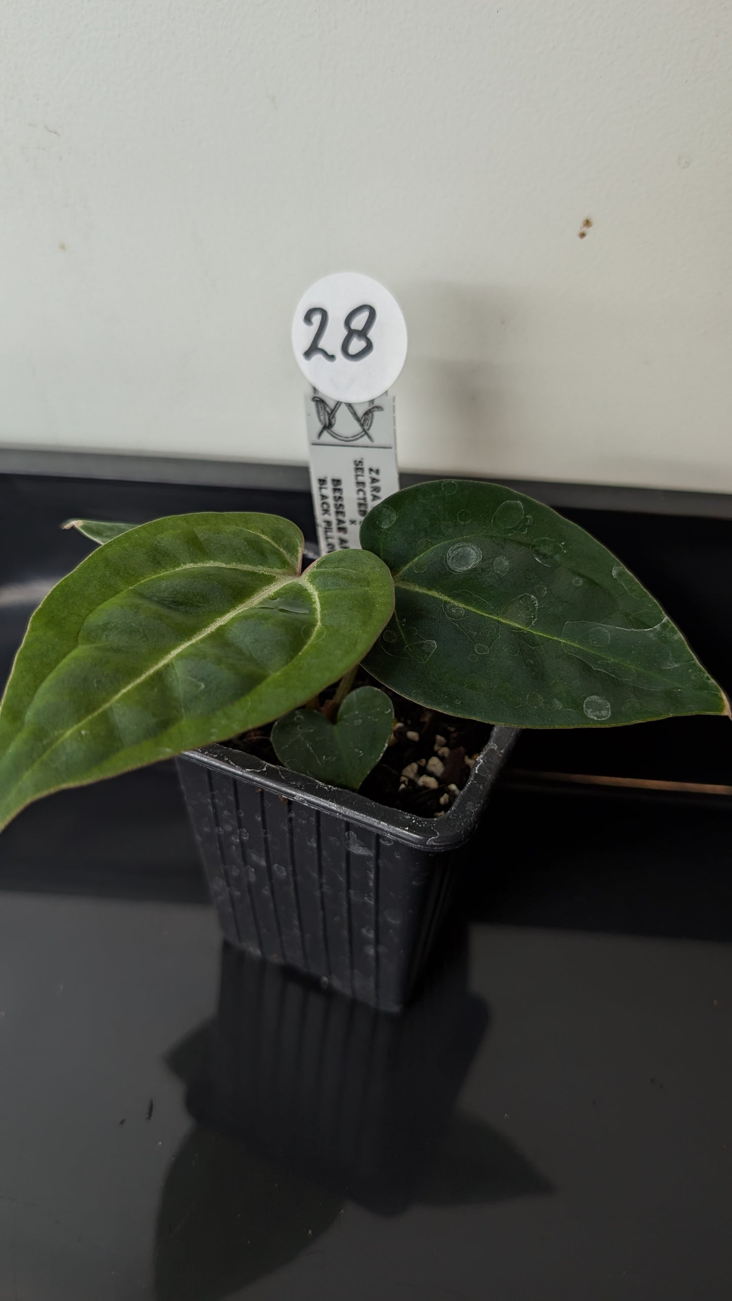 Anthurium Doc Block Zara x Michelle 'Selected Dark Form' x Besseae aff. 'Black Pillow'