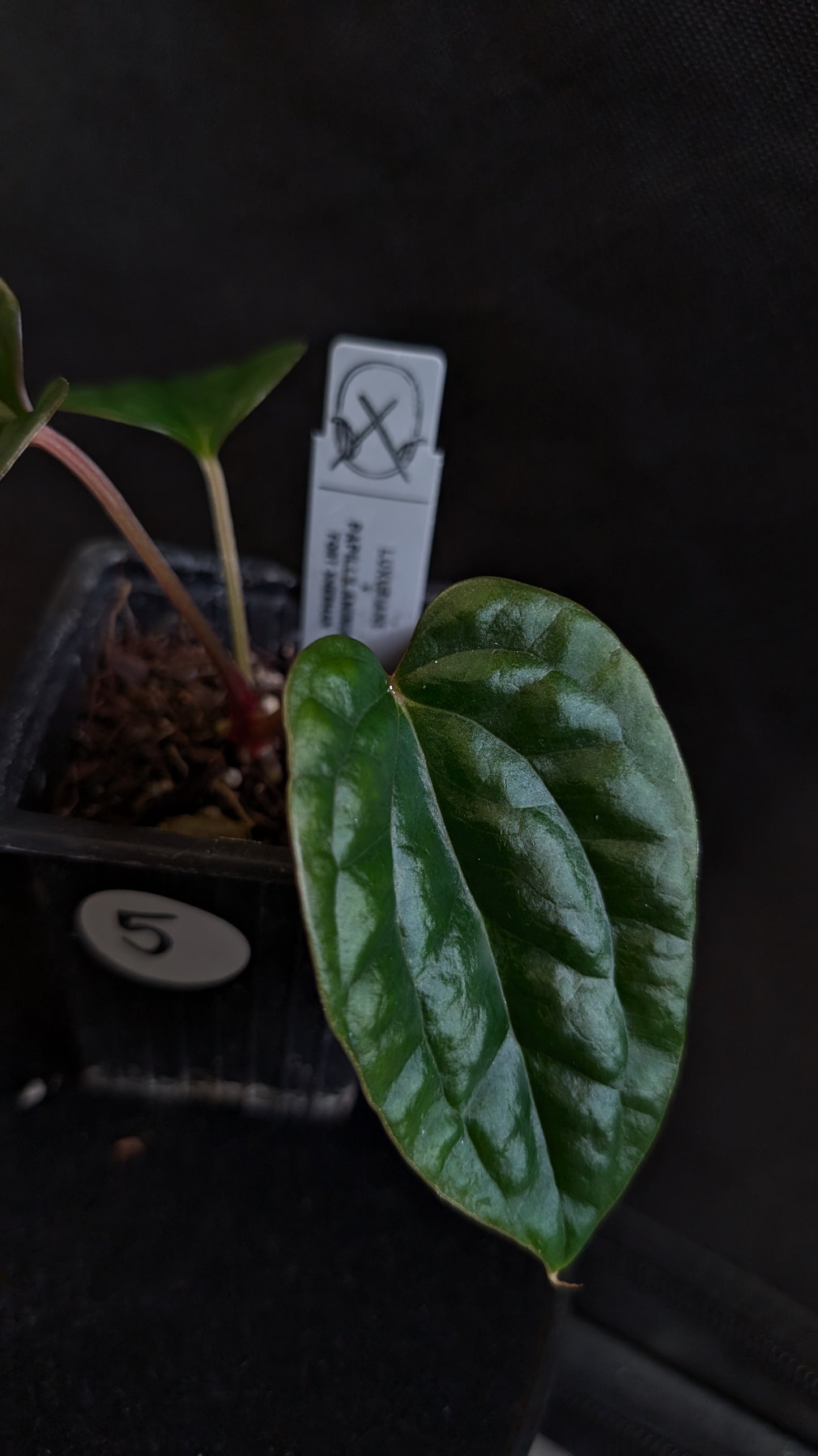 Anthurium Luxurians x Papillilaminum 'Fort Sherman'
