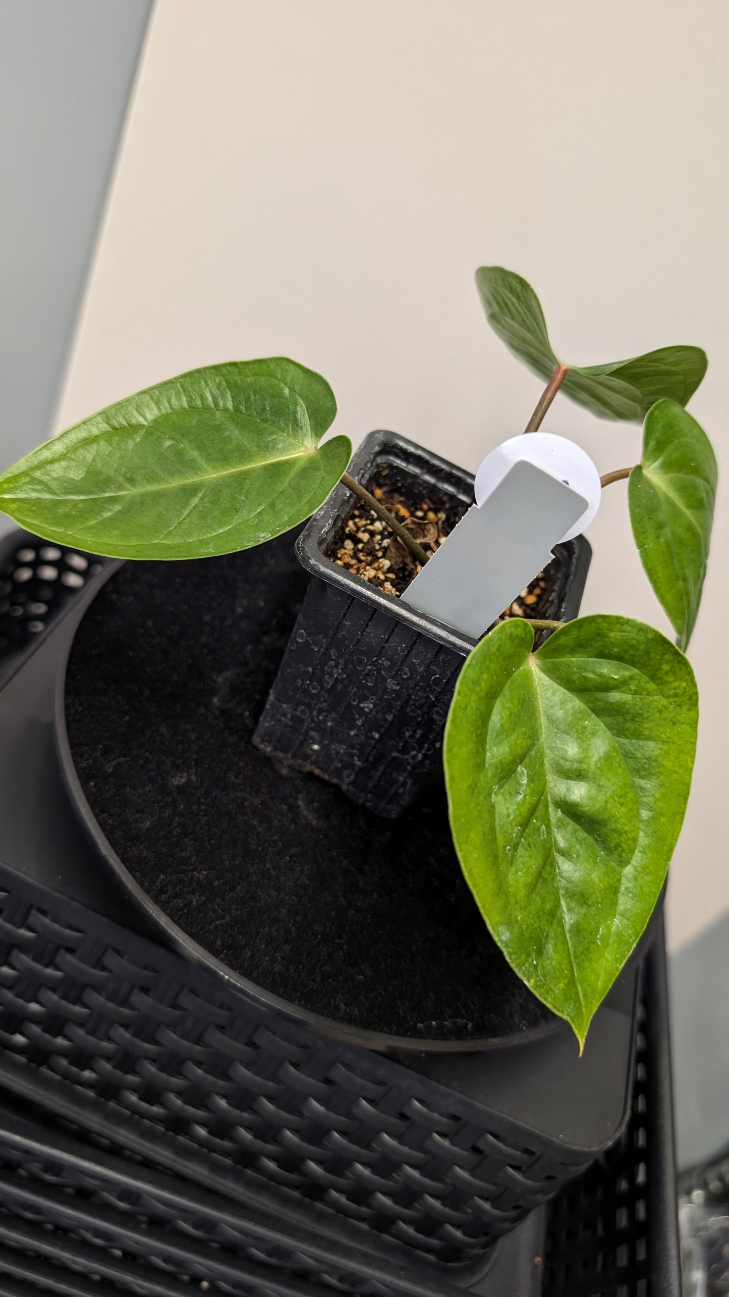Anthurium Veitchii x Radicans (Unique Curious Plants-cross)