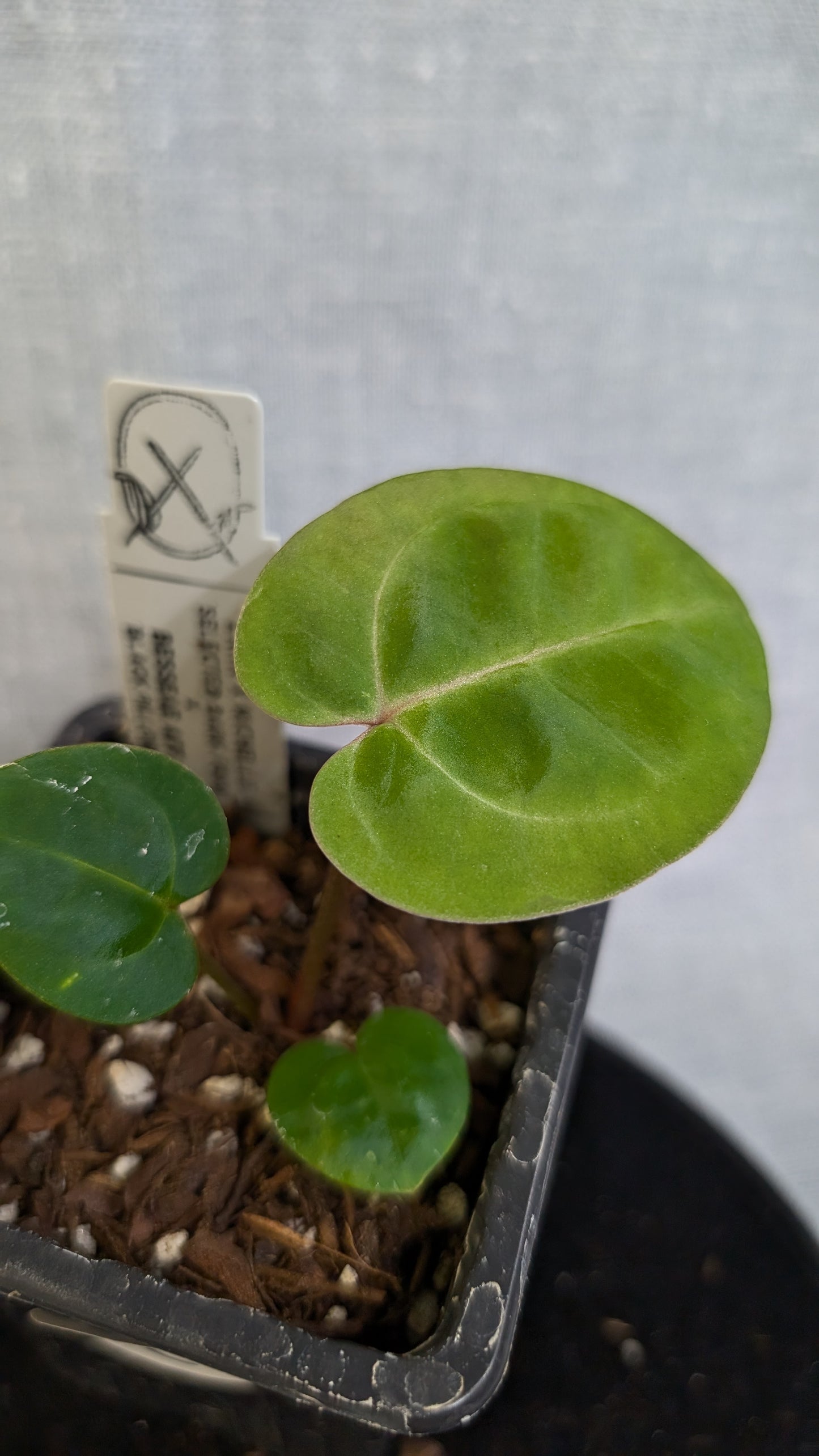 Anthurium Doc Block 'Zara' x 'Michelle' Selected Dark Form x Besseae aff. 'Black Pillow'