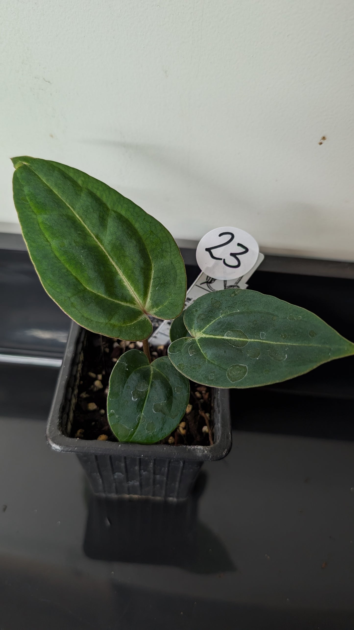 Anthurium Doc Block Zara x Michelle 'Selected Dark Form' x Besseae aff. 'Black Pillow'