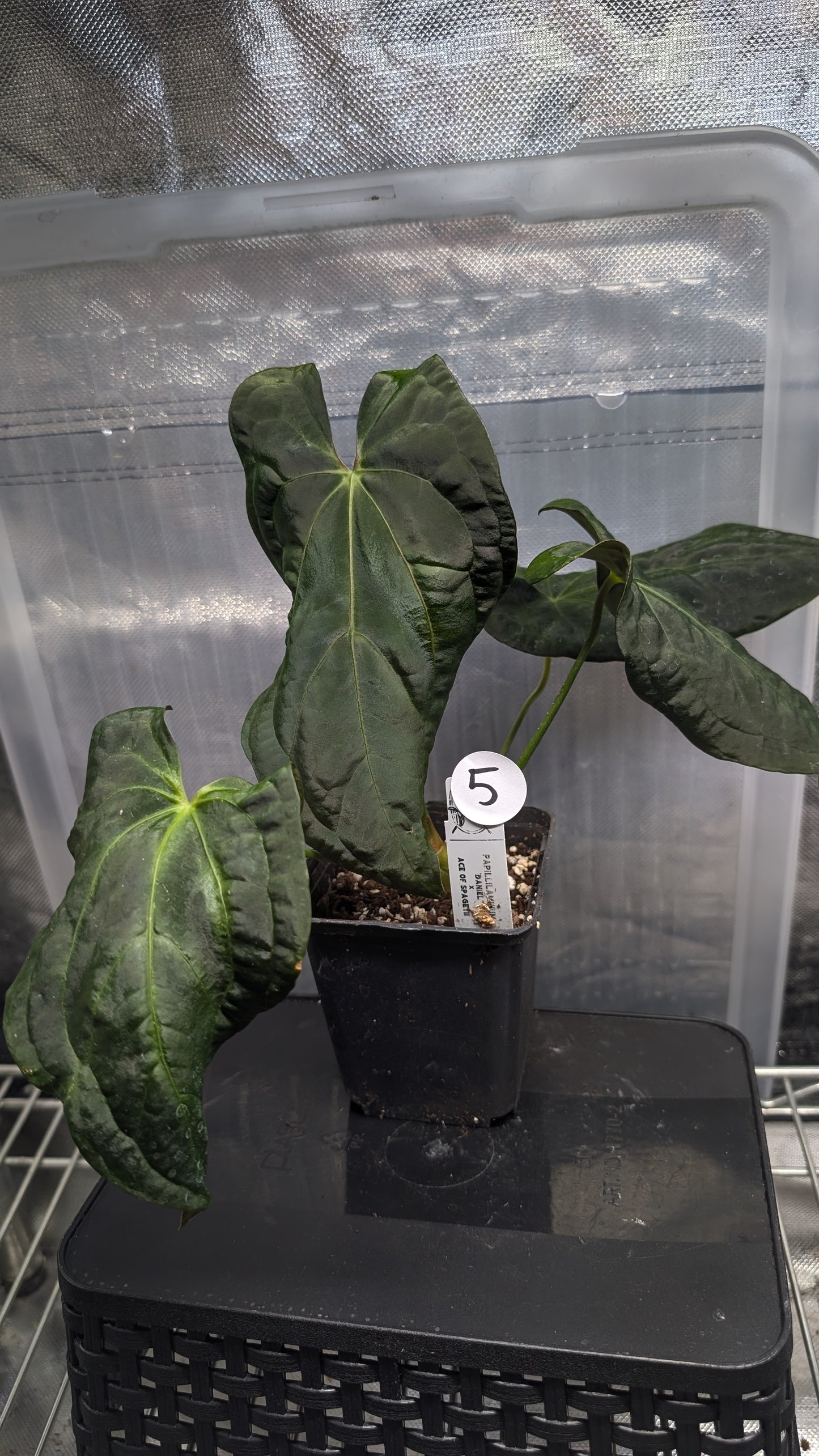 Anthurium Papillilaminum 'Daniel' x Ace of Spagetii