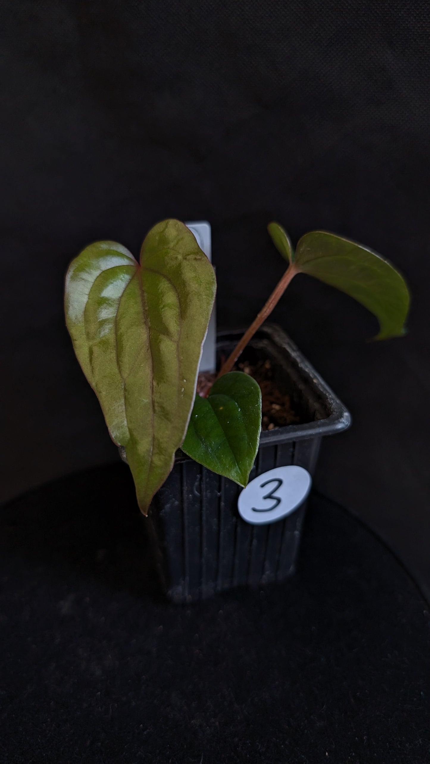 Anthurium Luxurians x Papillilaminum 'Fort Sherman'