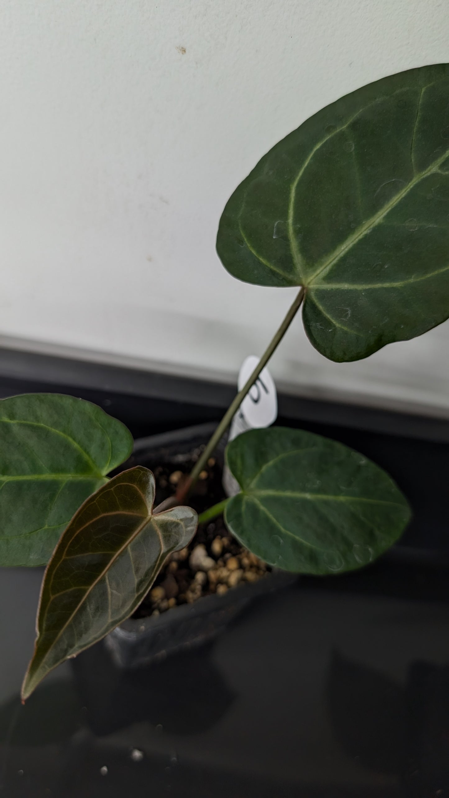 Anthurium Doc Block 'Zara' x 'Michelle' Selected Dark Form x Mr. Worldwide