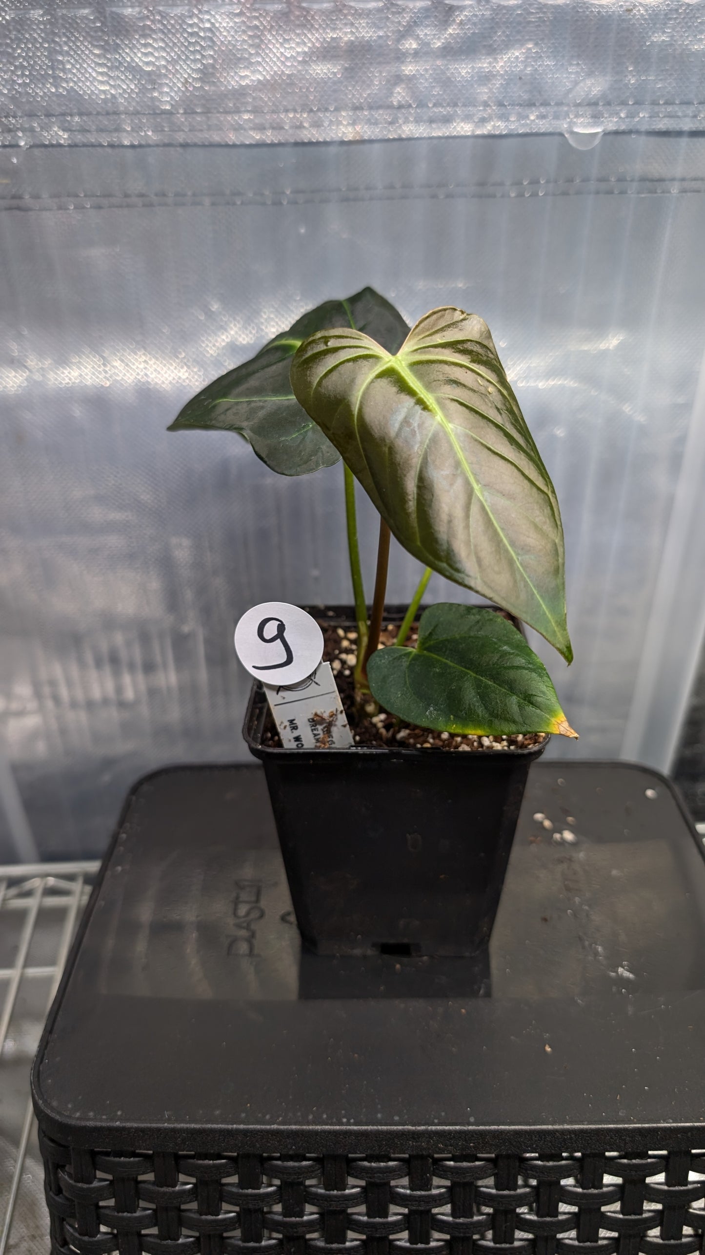 Anthurium Regale 'Dream Catcher' x Mr. Worldwide