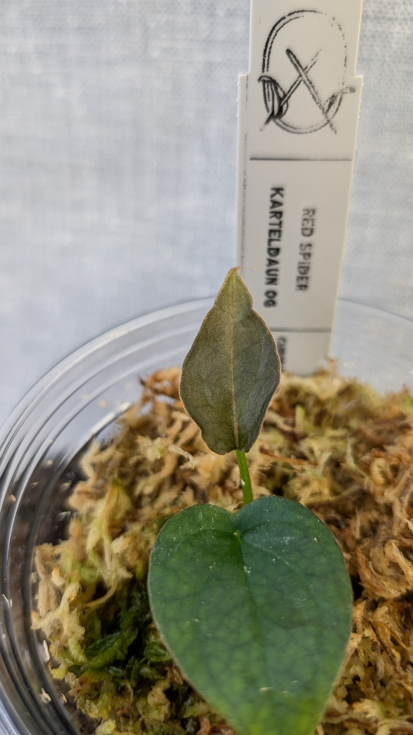 Anthurium Red Spider CLONE