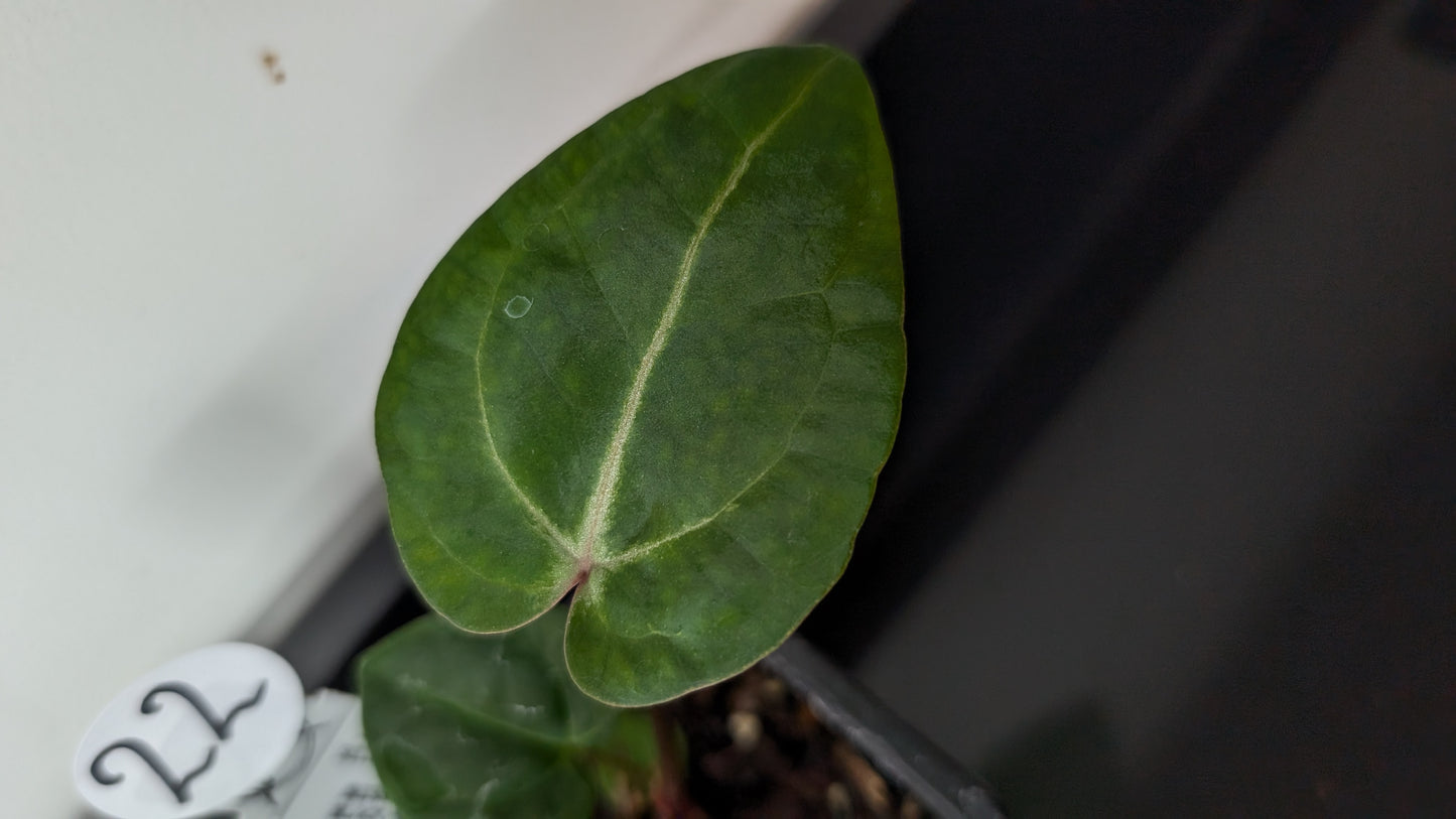 Anthurium Doc Block Zara x Michelle 'Selected Dark Form' x Besseae aff. 'Black Pillow'