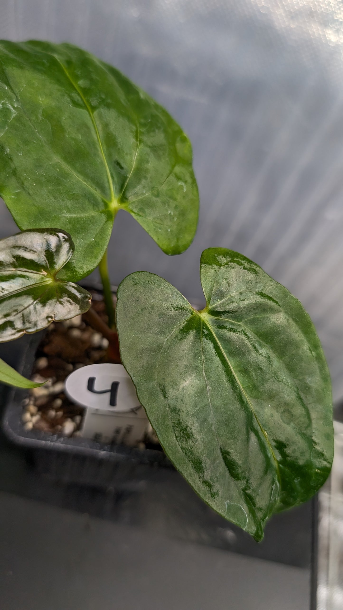 Anthurium Papillilaminum 'Fort Sherman'