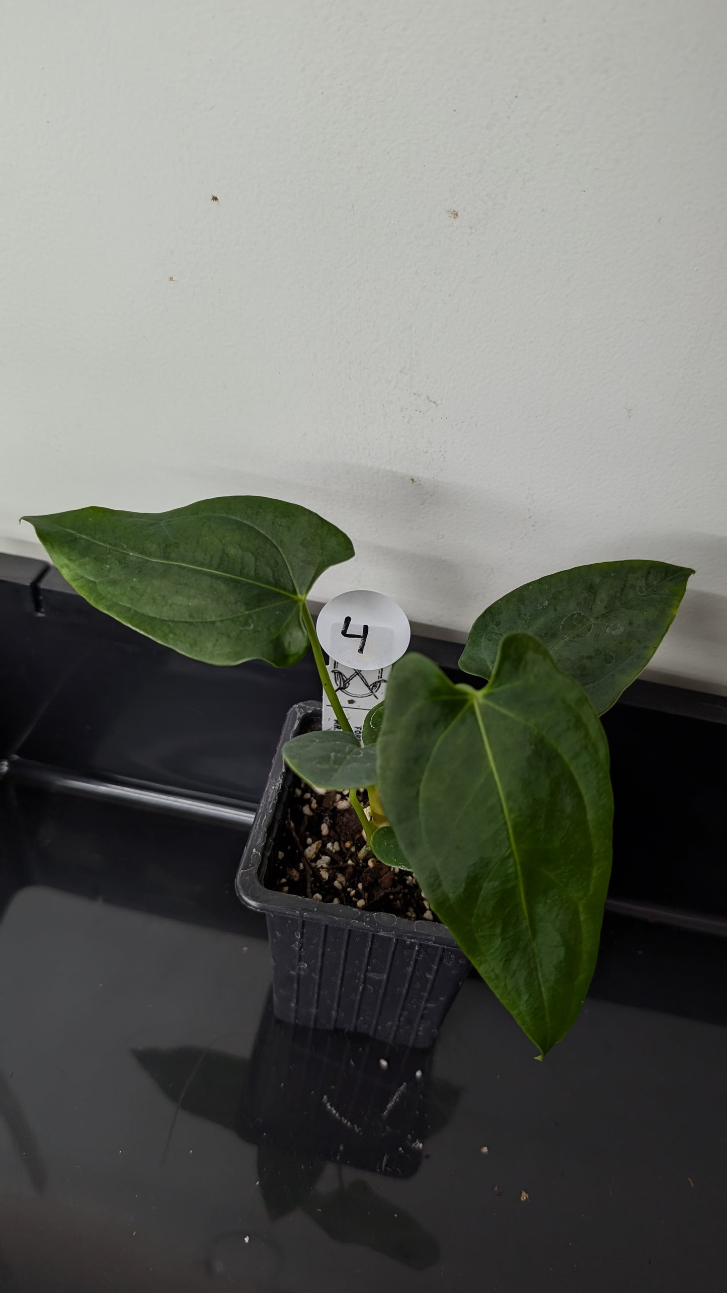 Anthurium Papillilaminum 'Fort Sherman' x Mr. Worldwide