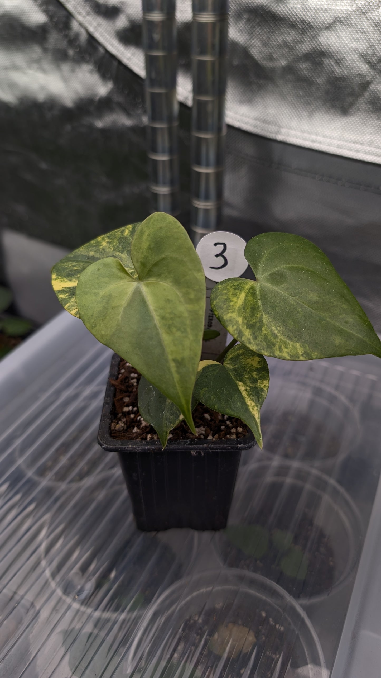 *Variegated* Anthurium Pterodactyl variegata x Clarinervium (or x self)