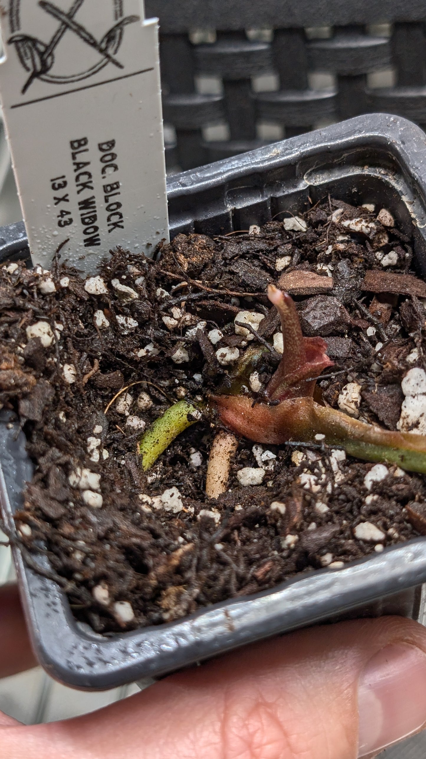 Anthurium Black Widow 13 x 43 clone