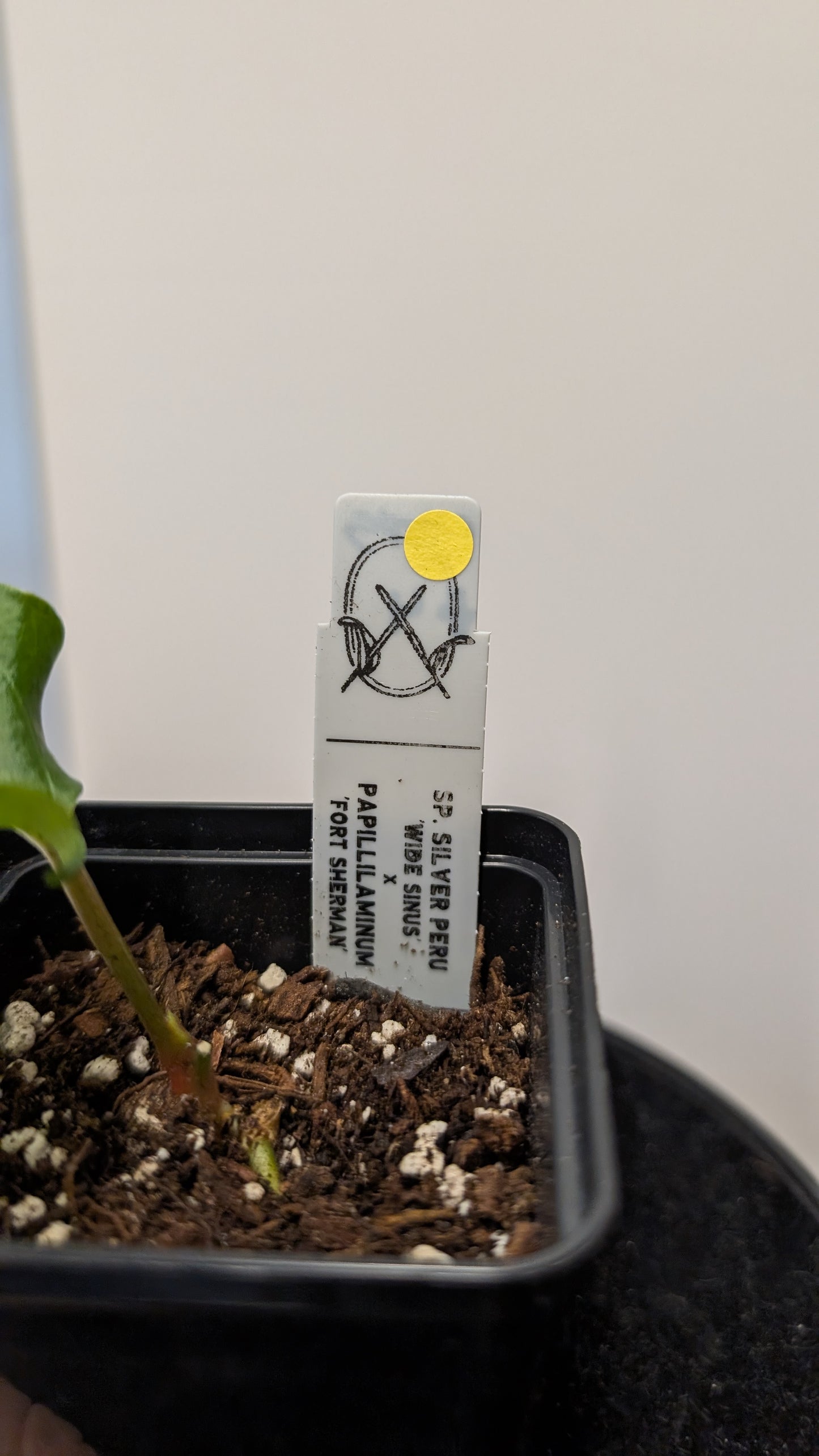Anthurium SPFS #4 clone (Sp Silver Peru wide sinus x Papillilaminum Fort Sherman)