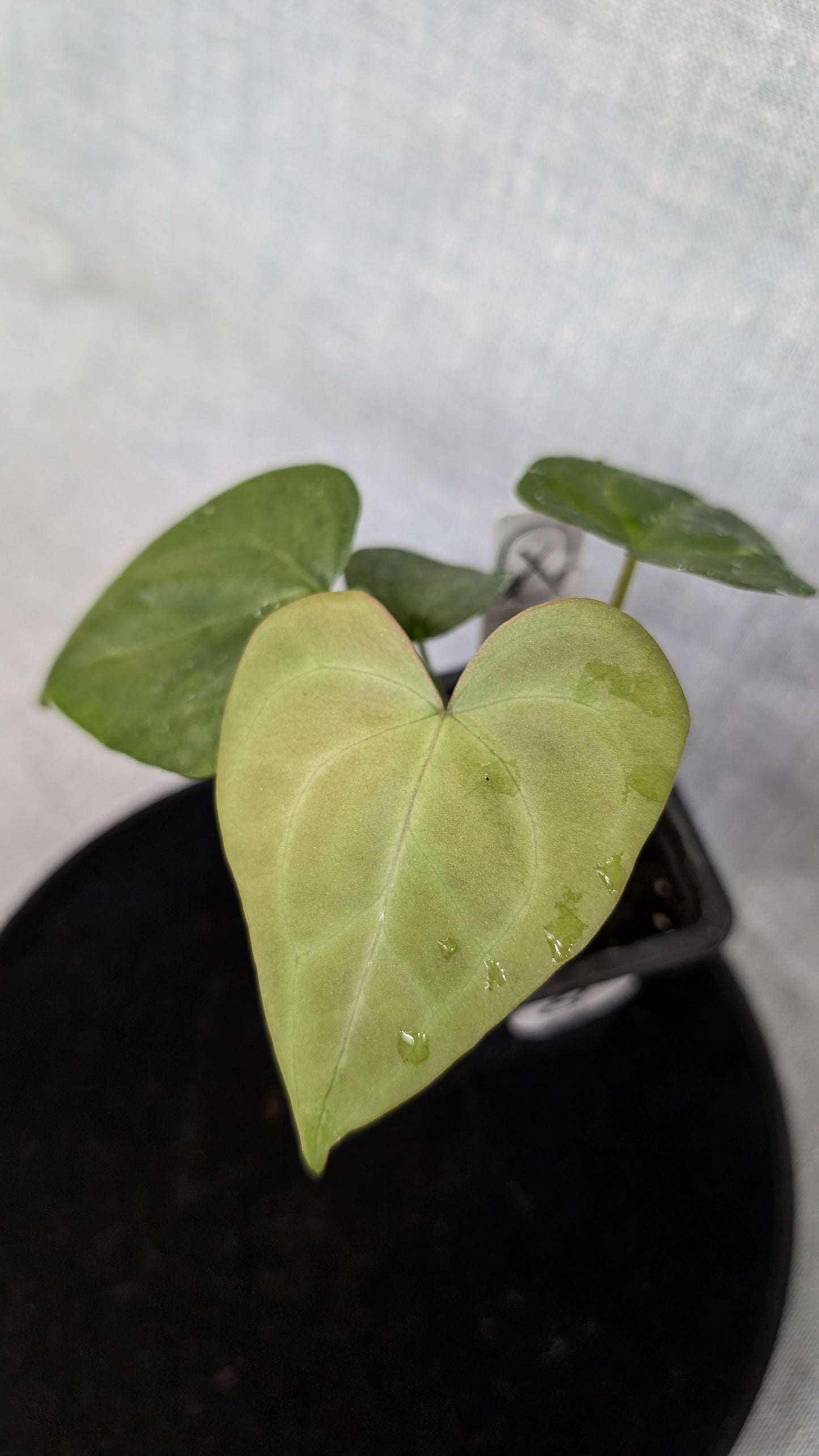 Anthurium Pterodactyl variegata x Clarinervium (or x self)