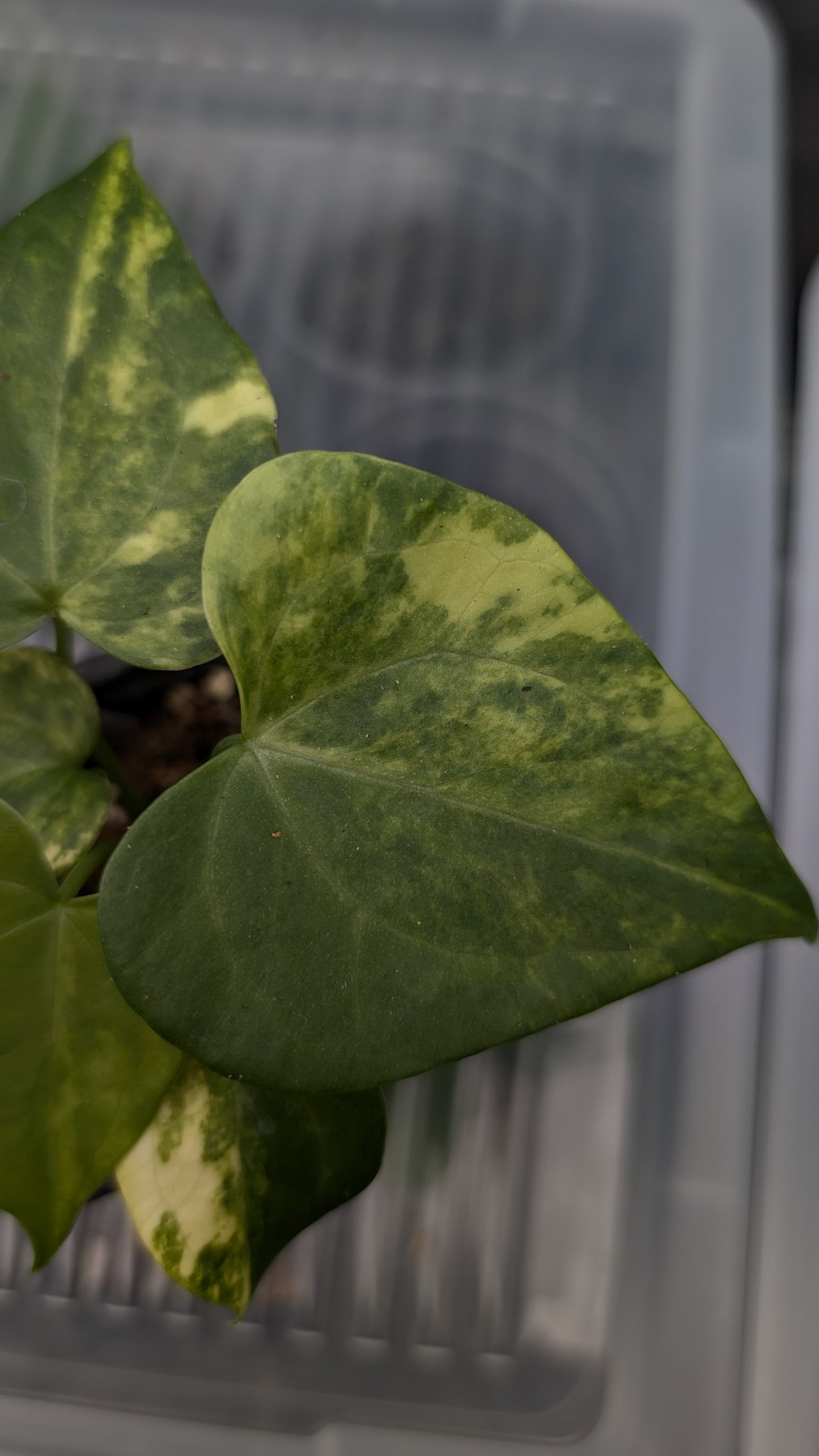 *Variegated* Anthurium Pterodactyl variegata x Clarinervium (or x self)