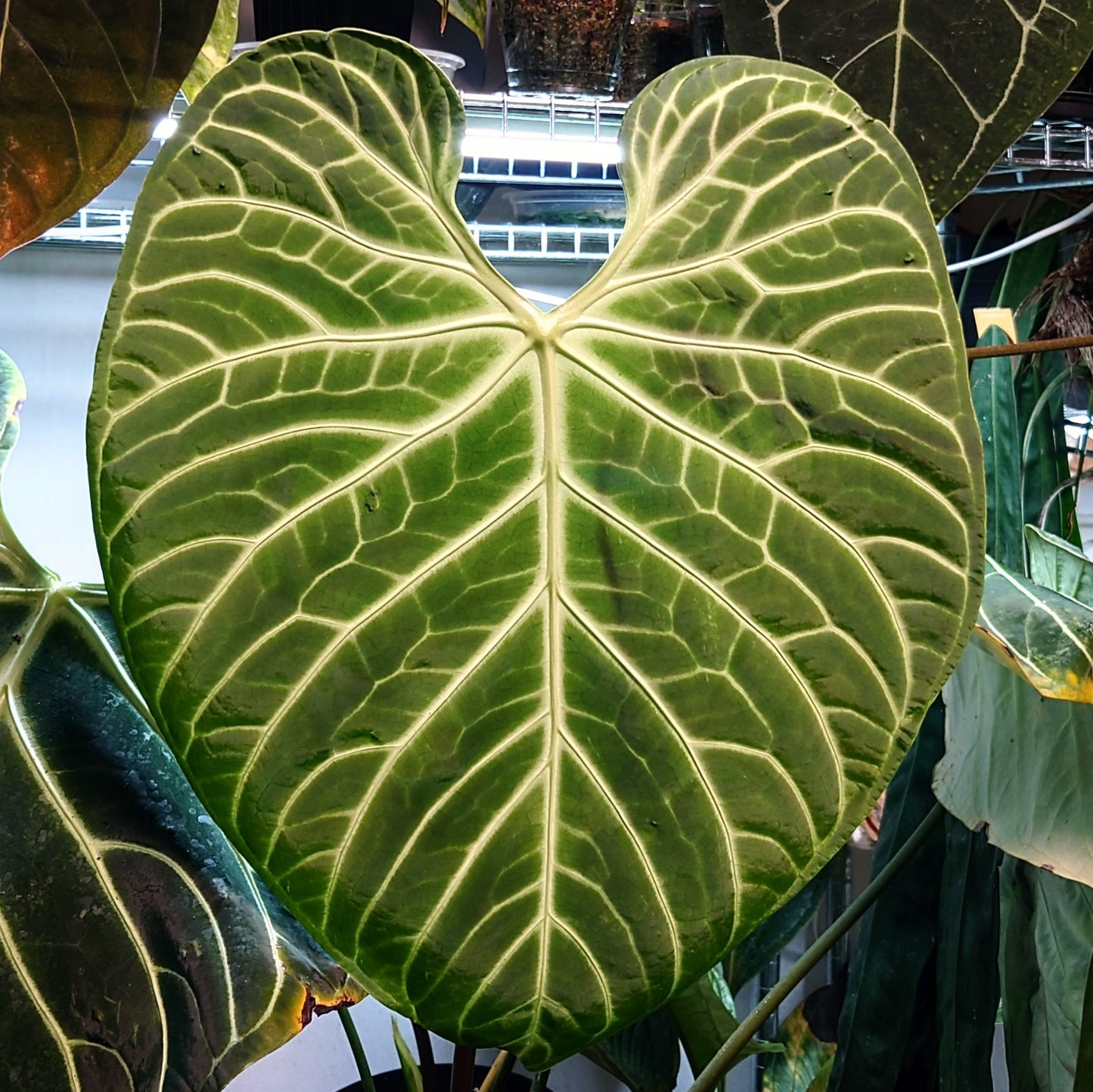 Anthurium Regale 'Dream Catcher' x 'Silver Shield'