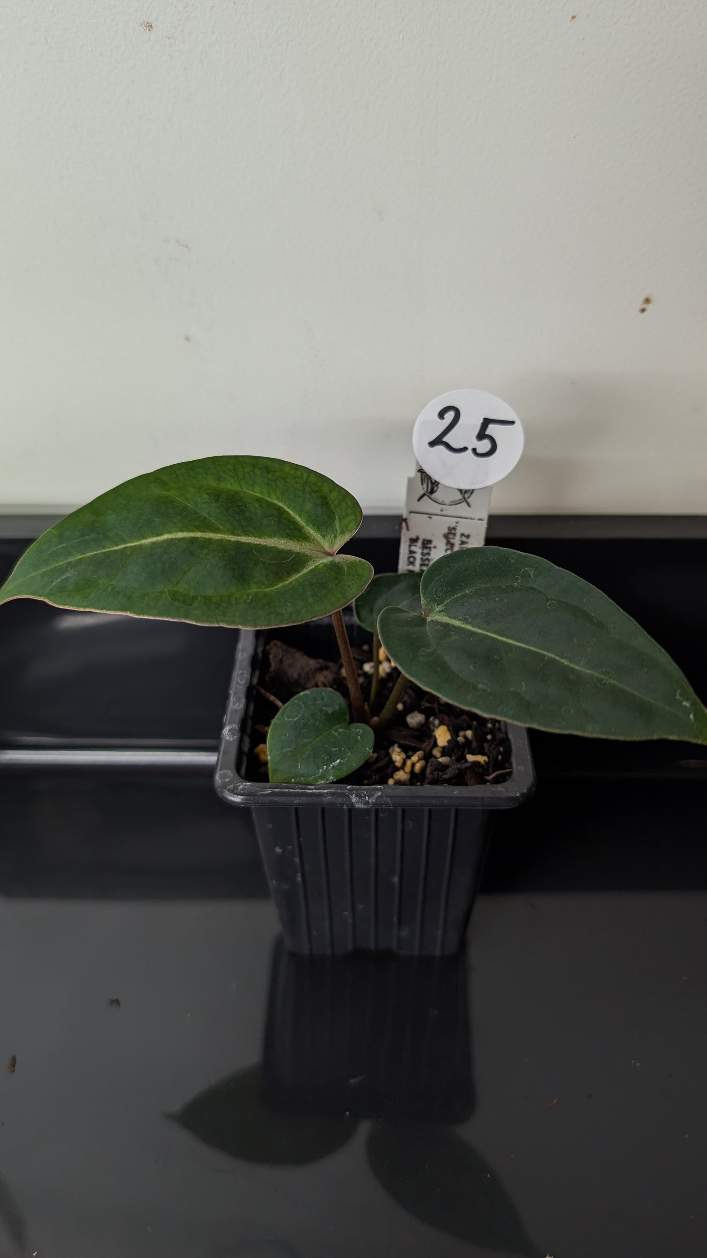 Anthurium Doc Block Zara x Michelle 'Selected Dark Form' x Besseae aff. 'Black Pillow'
